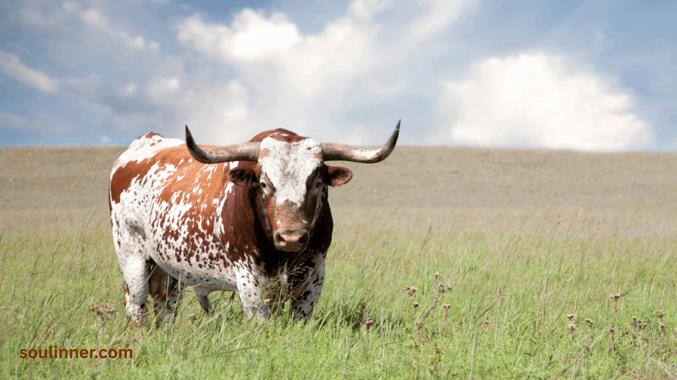 heart of an ox spiritual meaning