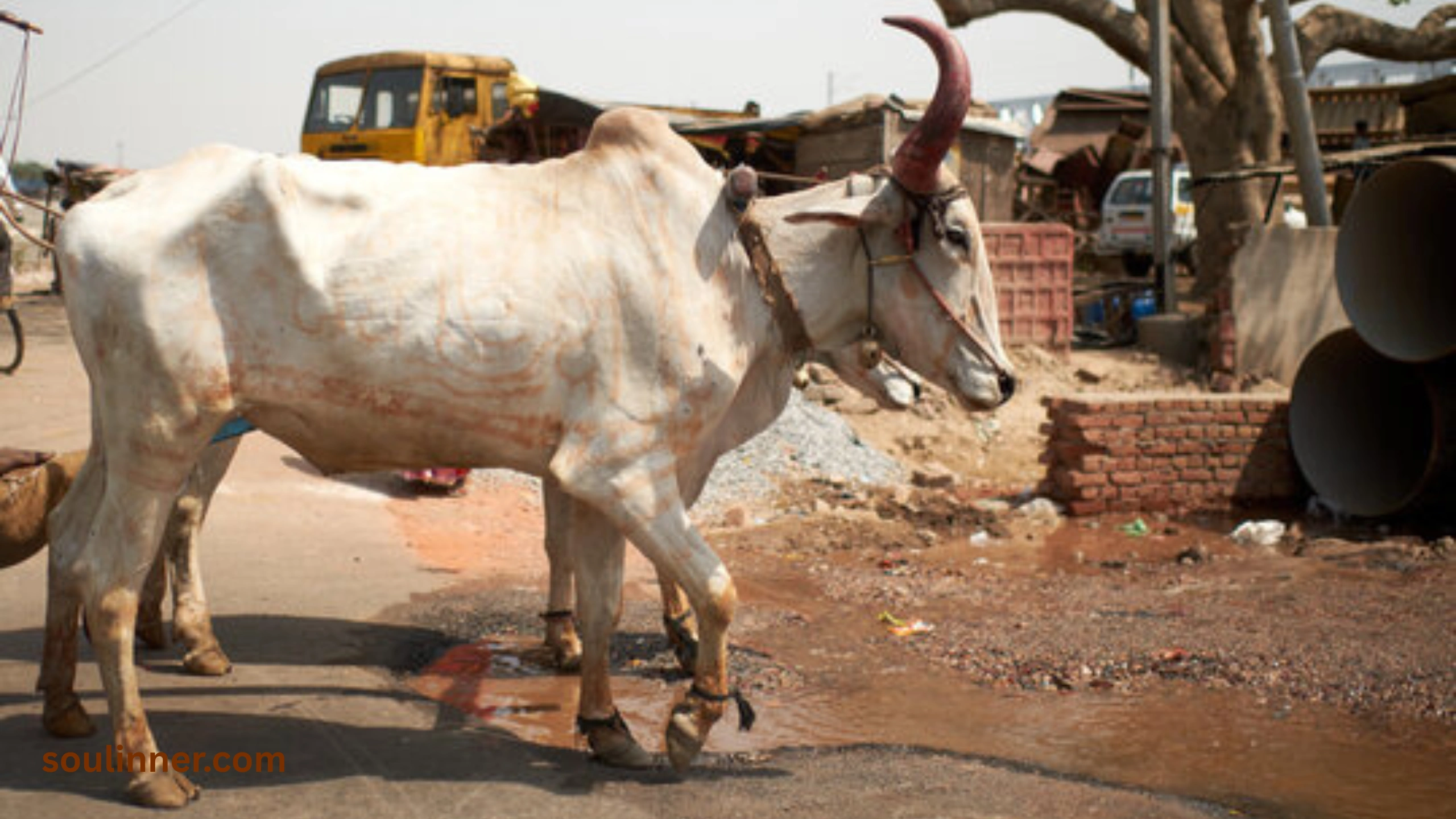 heart of an ox spiritual meaning