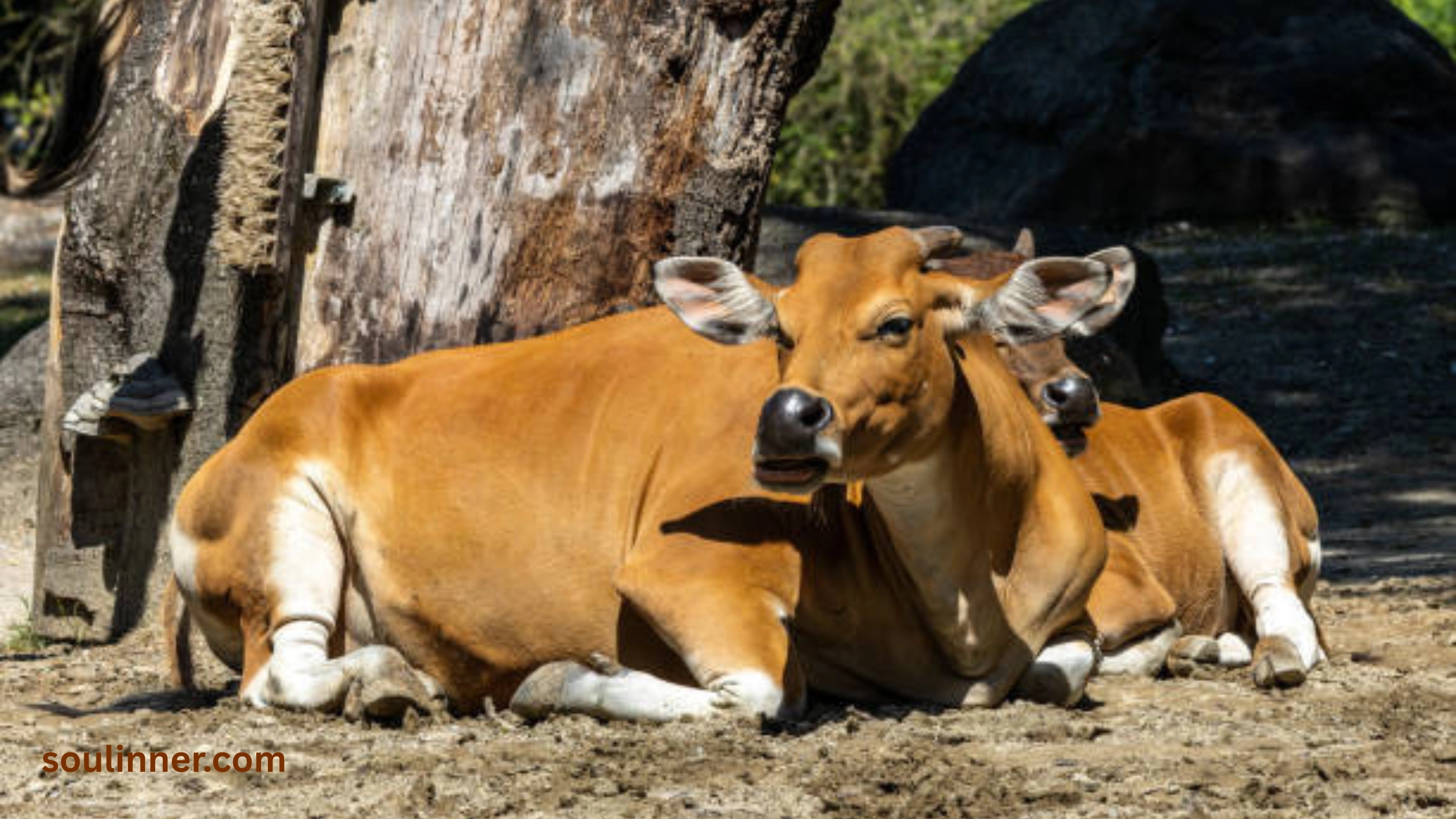 heart of an ox spiritual meaning