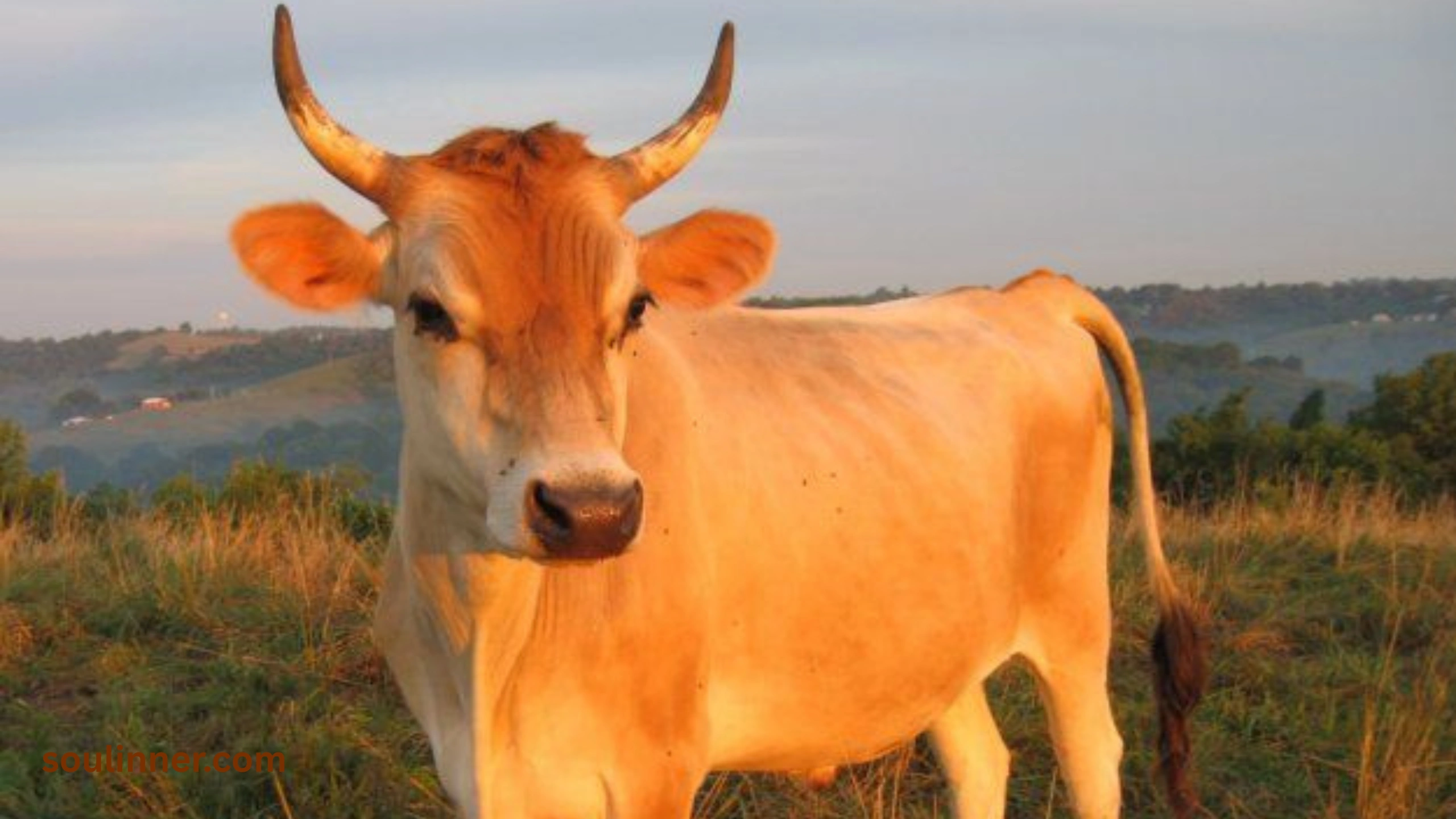 heart of an ox spiritual meaning