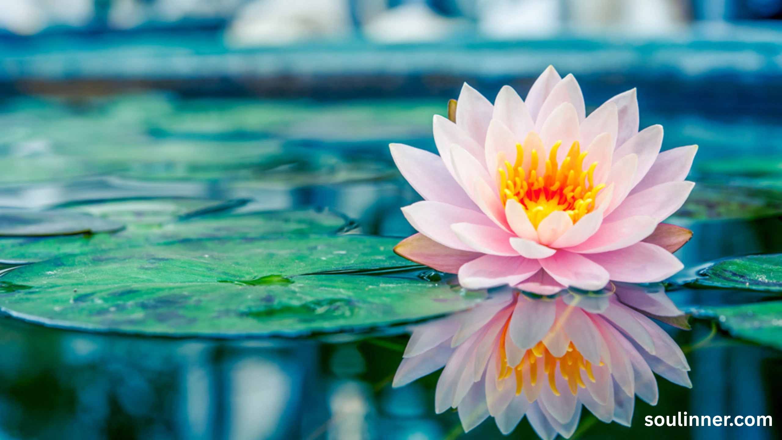 lotus symbolism