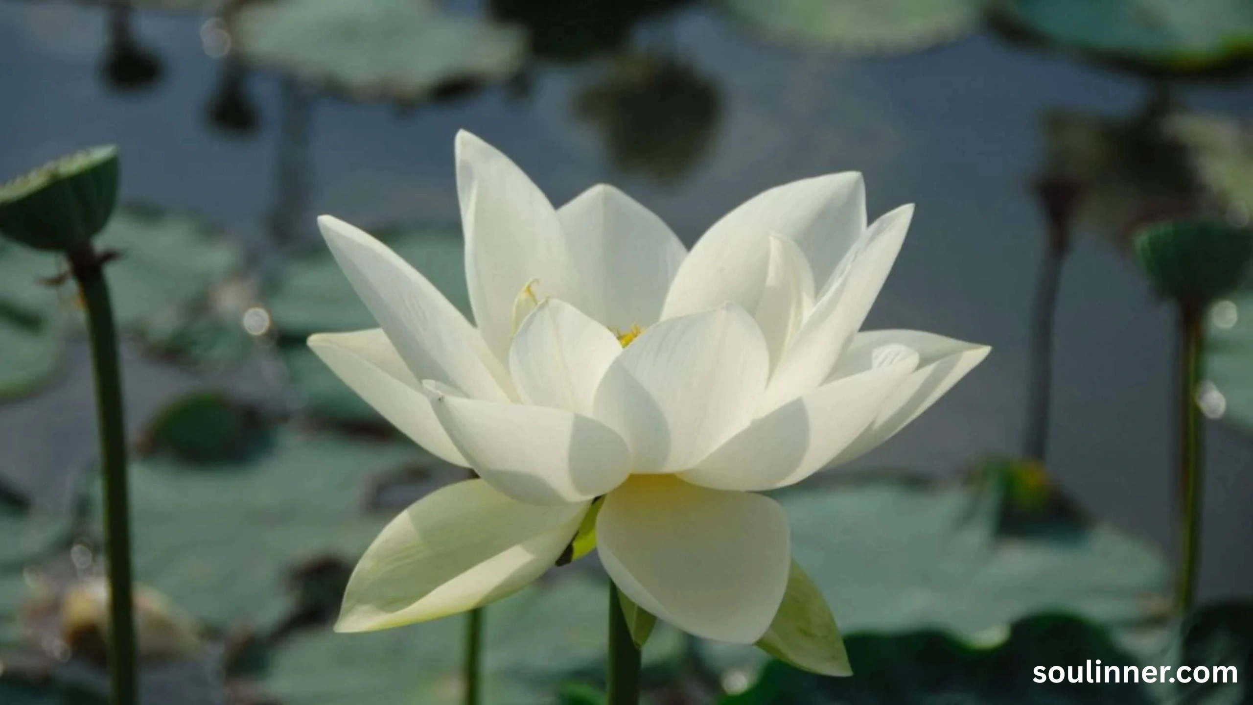 lotus symbolism
