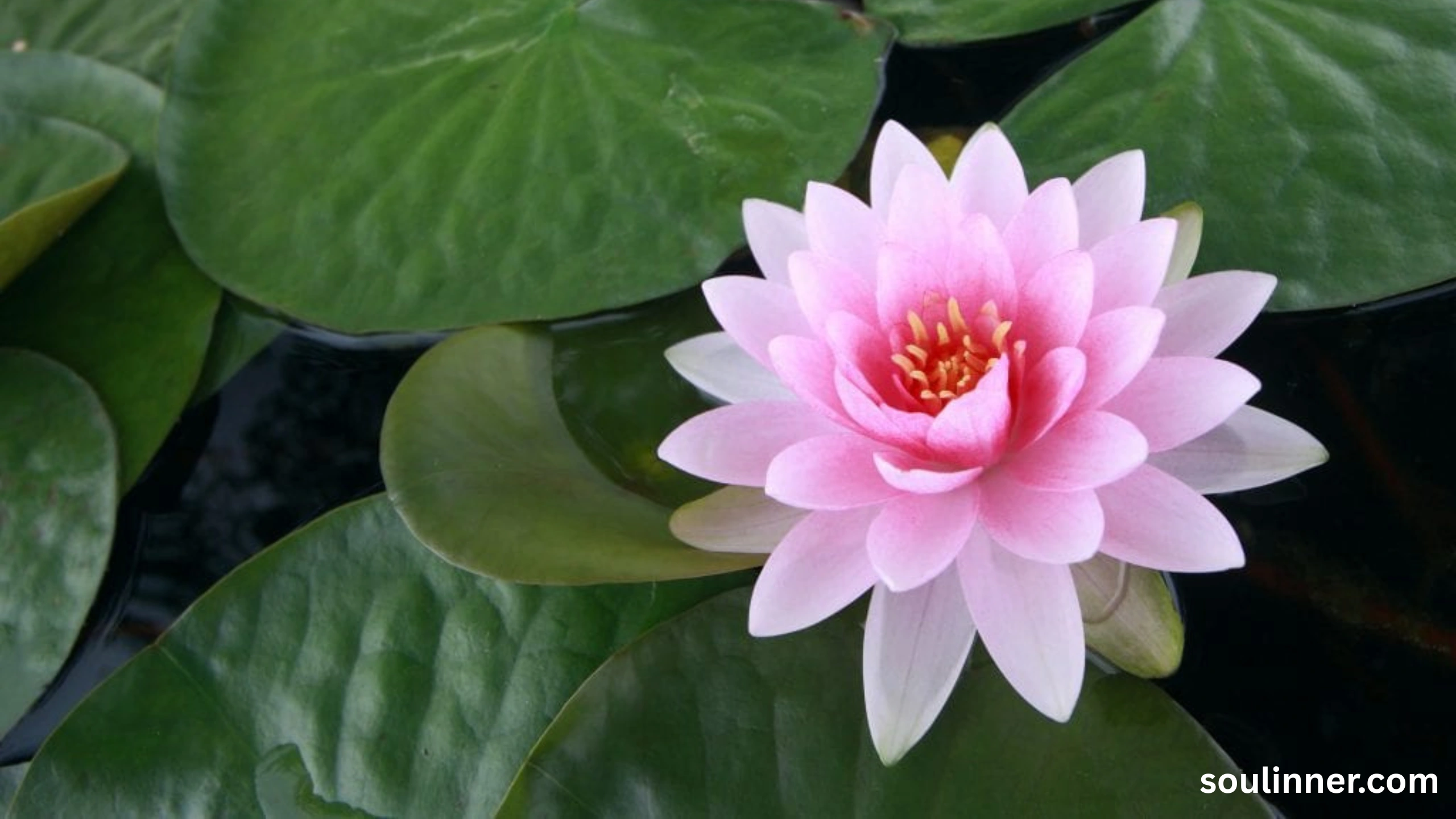 lotus symbolism