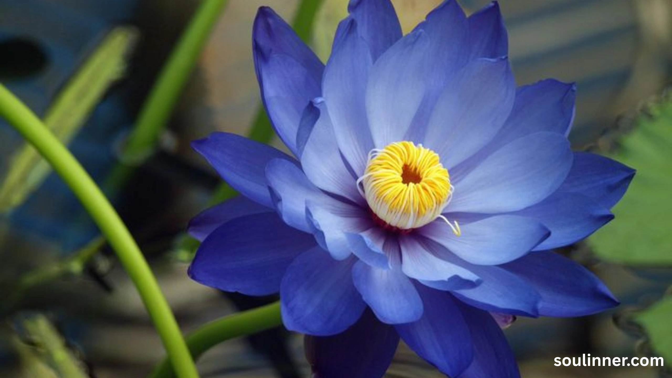 lotus symbolism