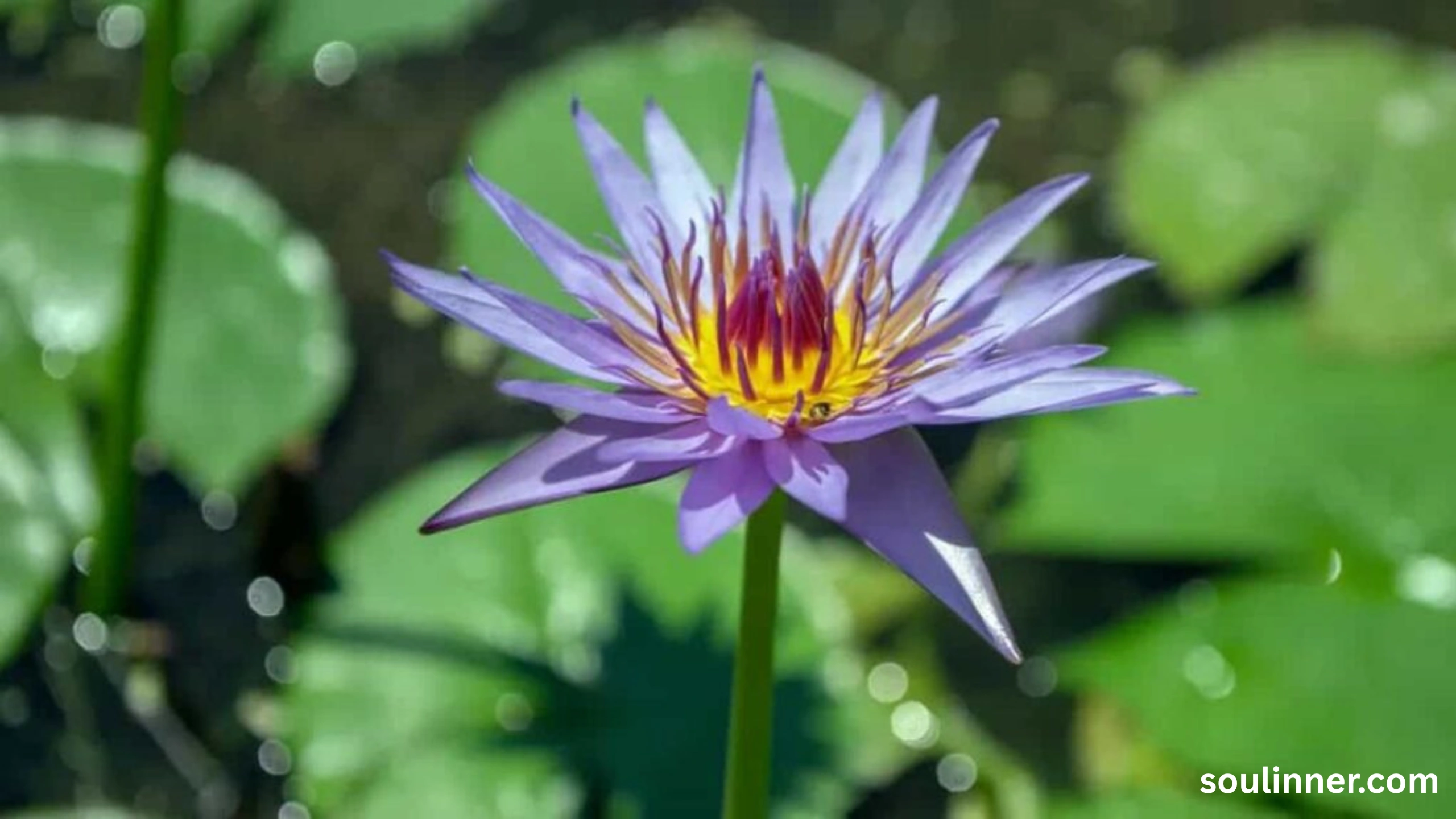 lotus symbolism