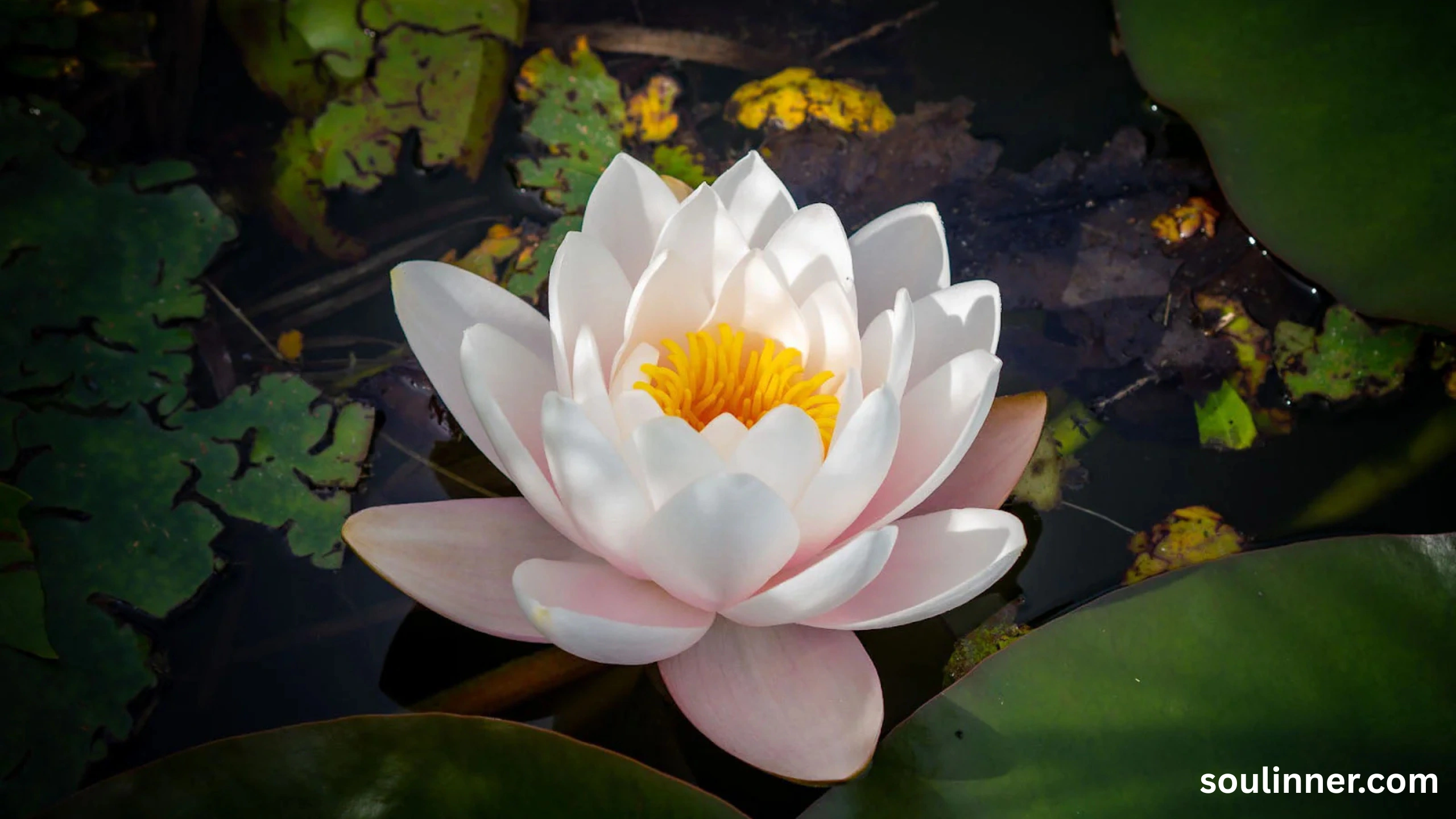 lotus symbolism