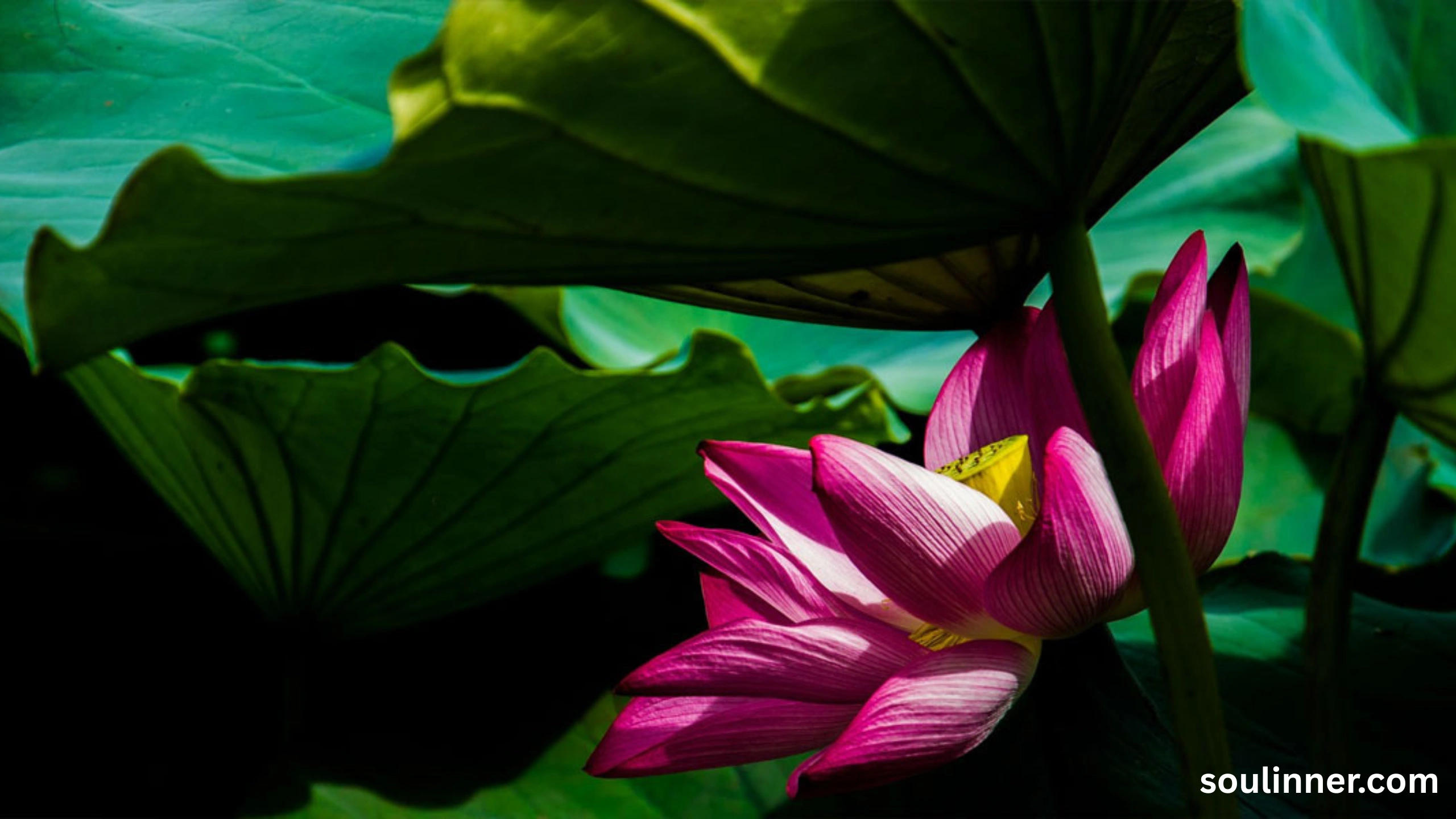 lotus symbolism