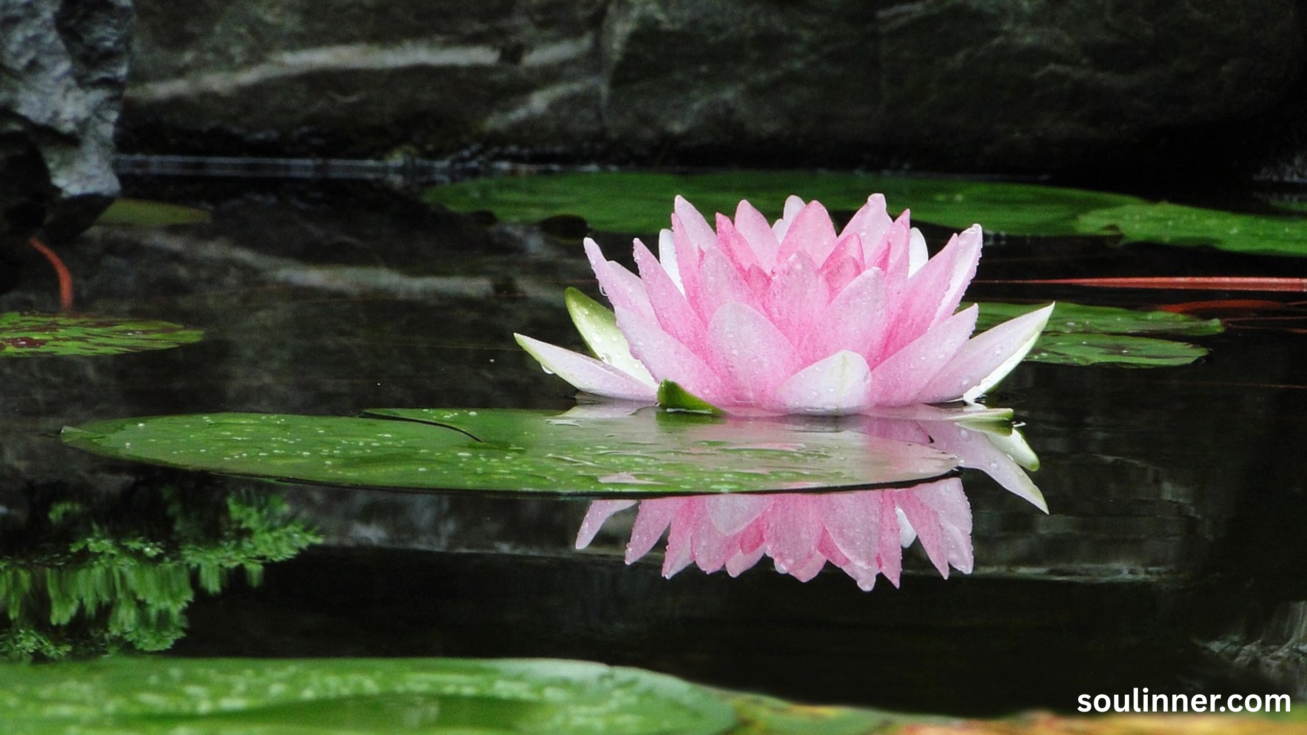 lotus symbolism