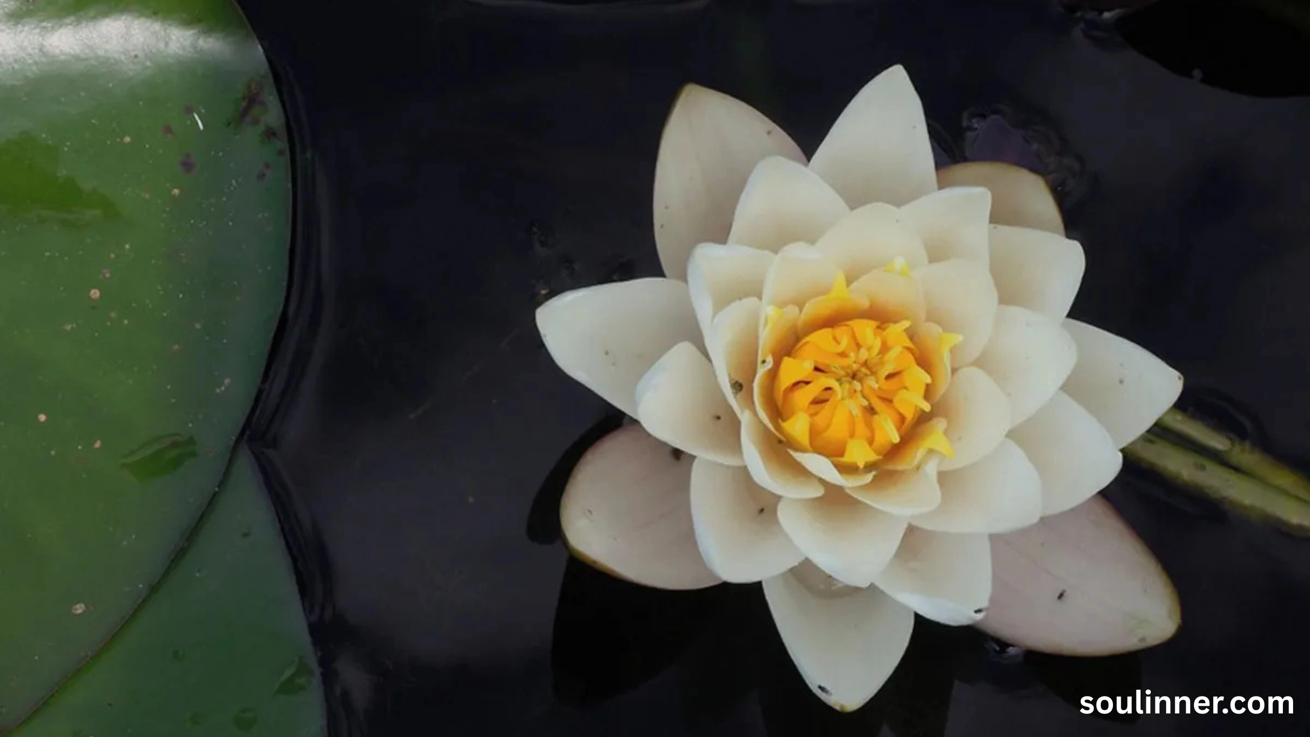 lotus symbolism