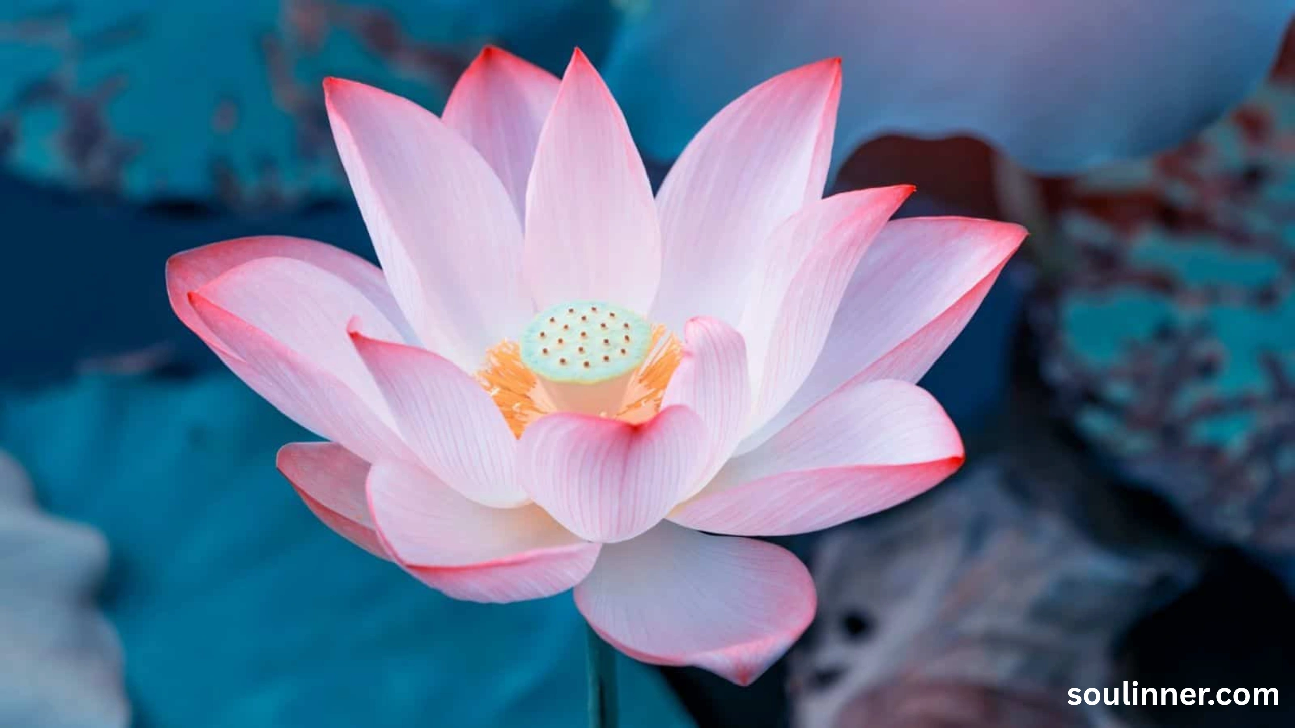 lotus symbolism