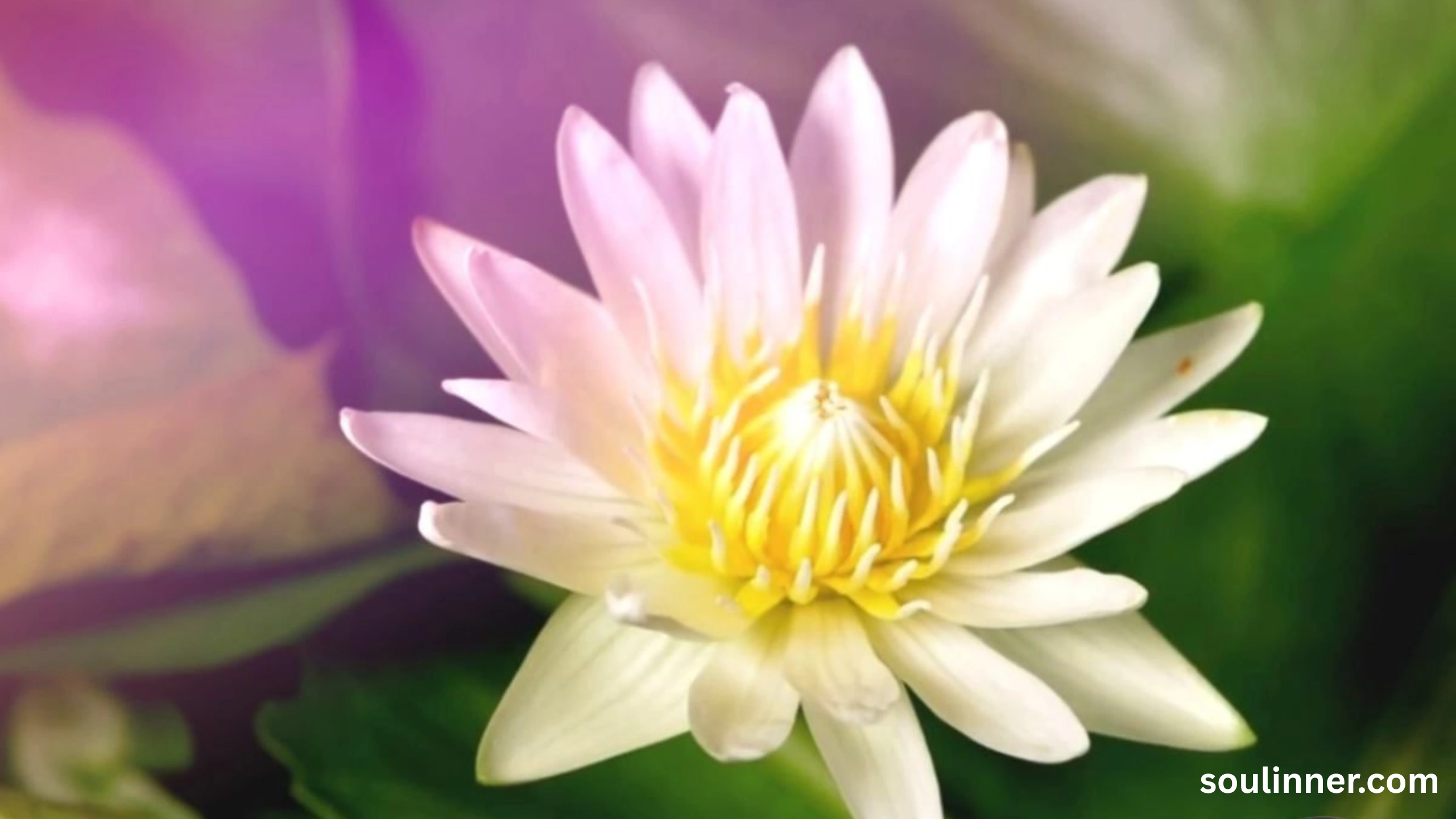lotus symbolism