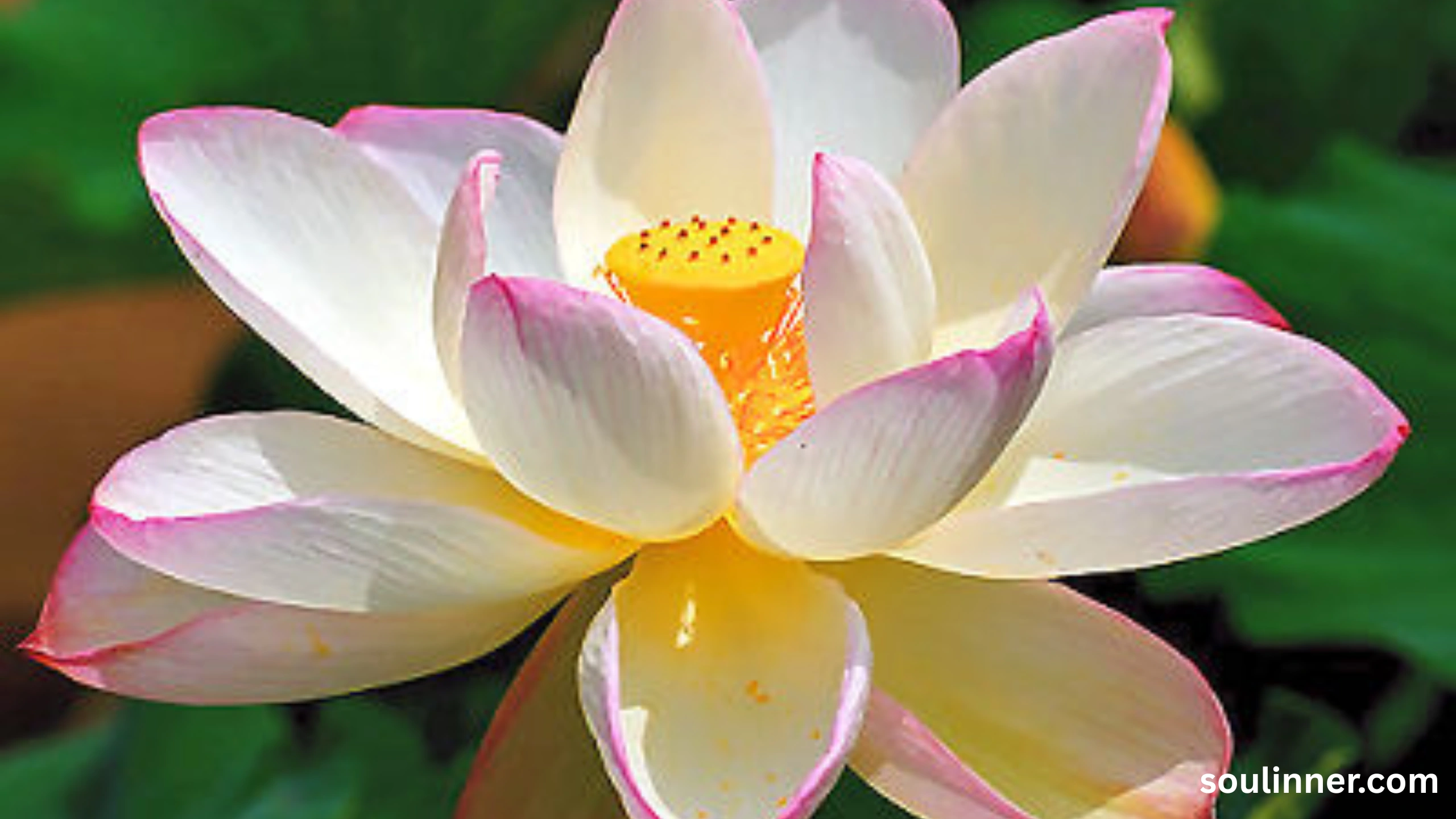 lotus symbolism