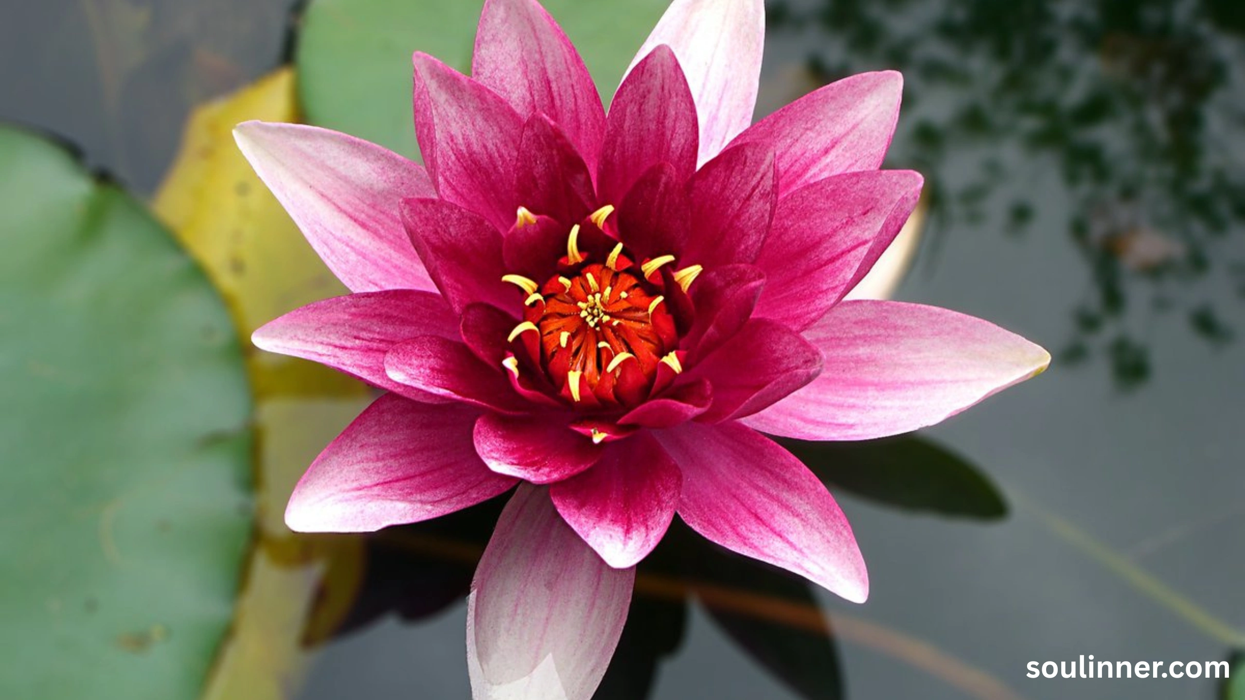 lotus symbolism