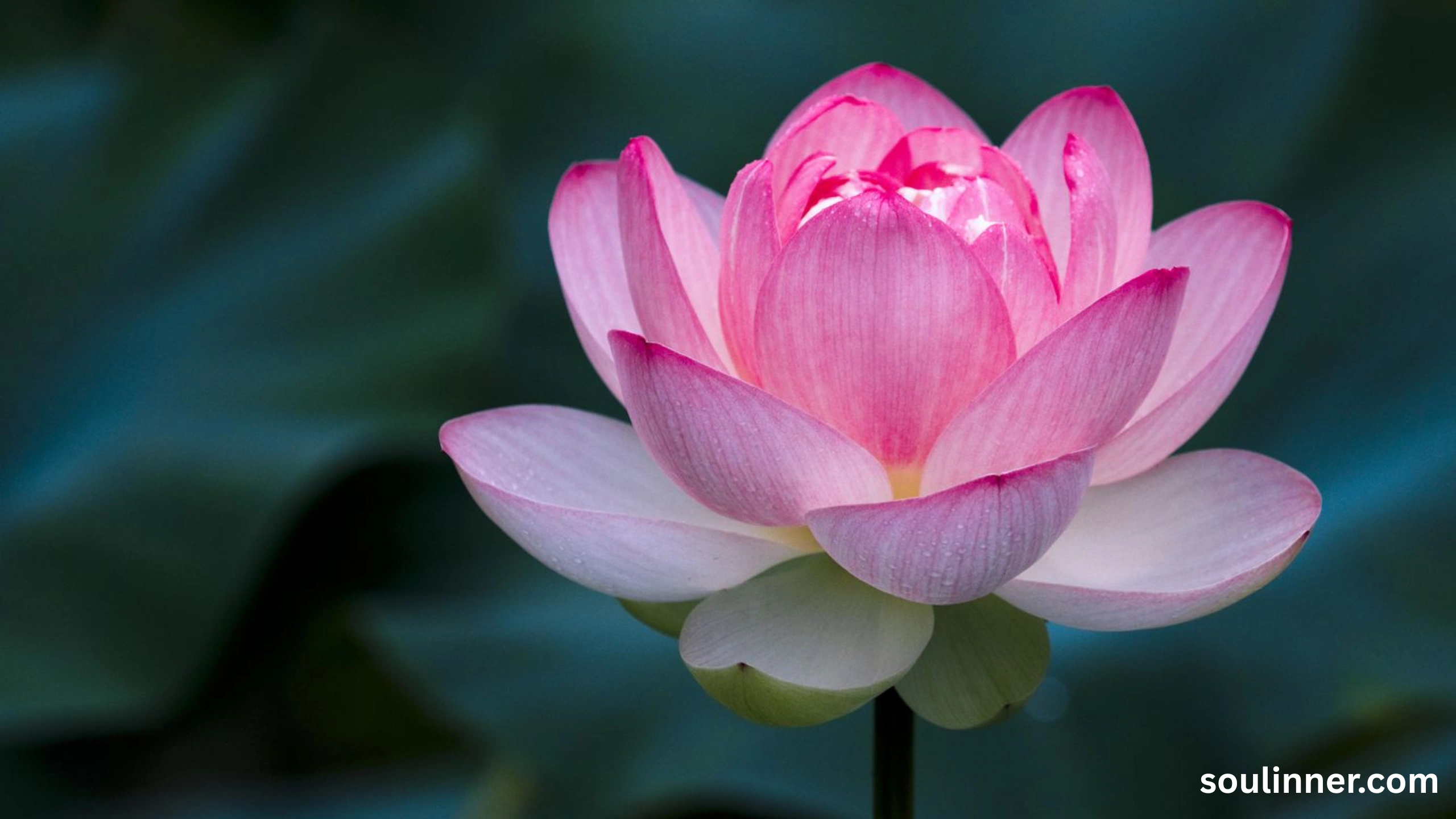 lotus symbolism
