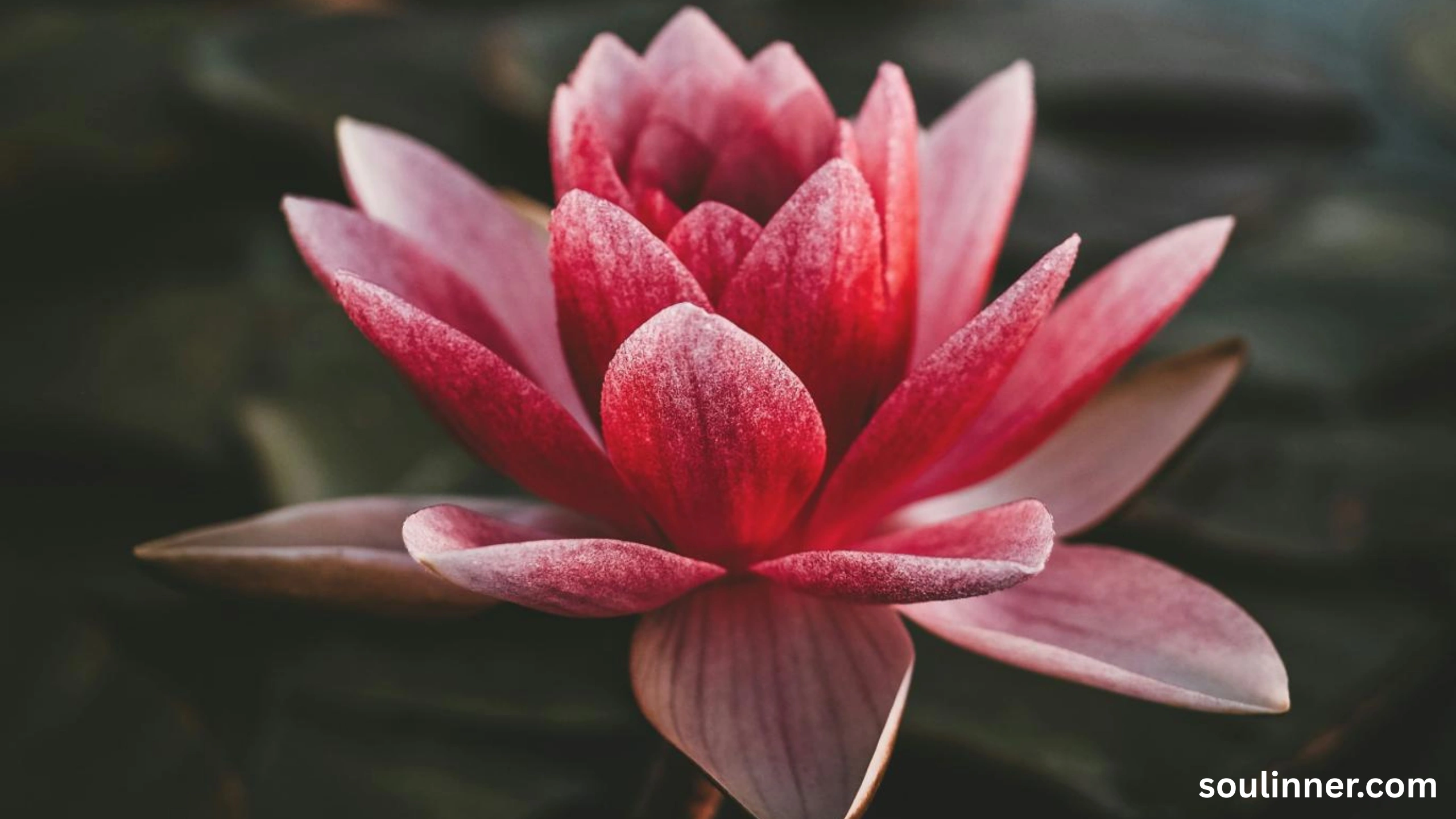 meaning of the color pink spiritual