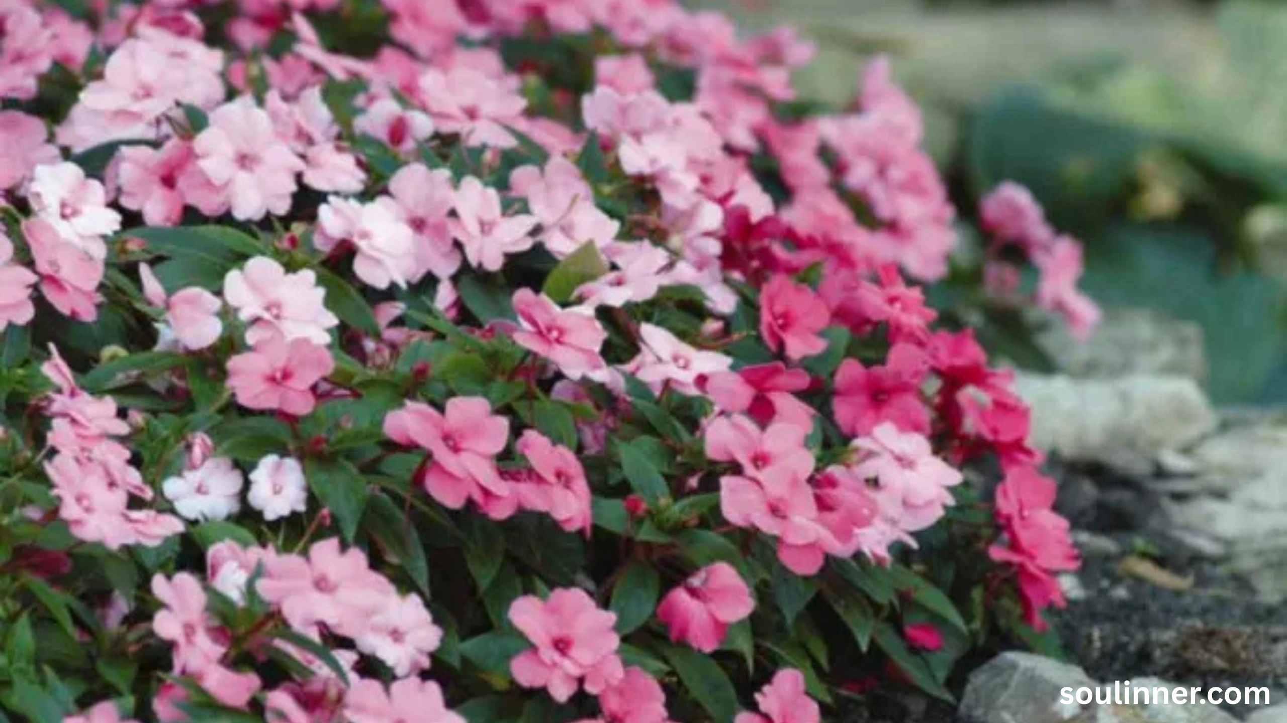 meaning of the color pink spiritual