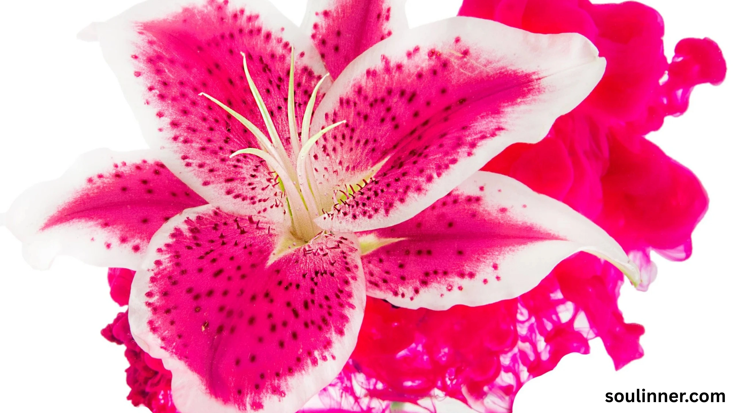 meaning of the color pink spiritual