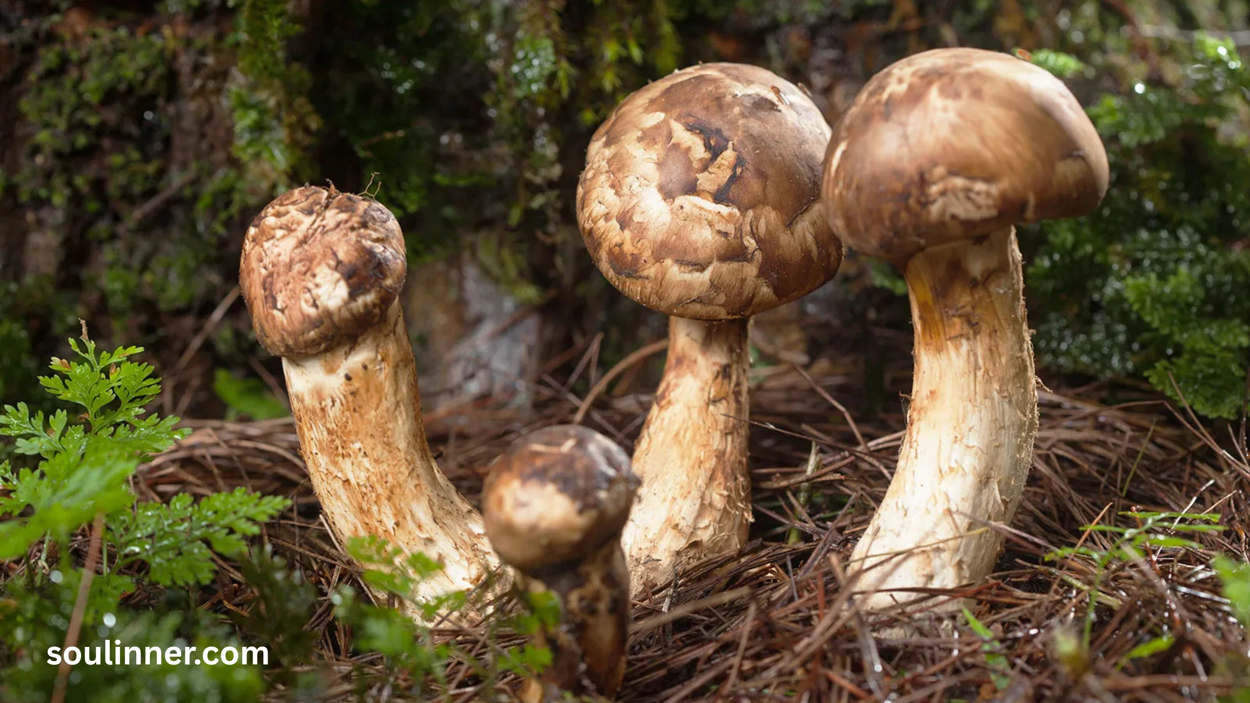 mushroom symbolism