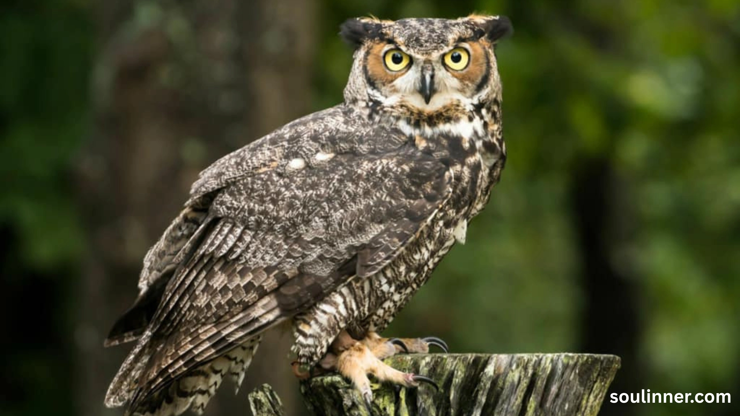 owl hooting meaning