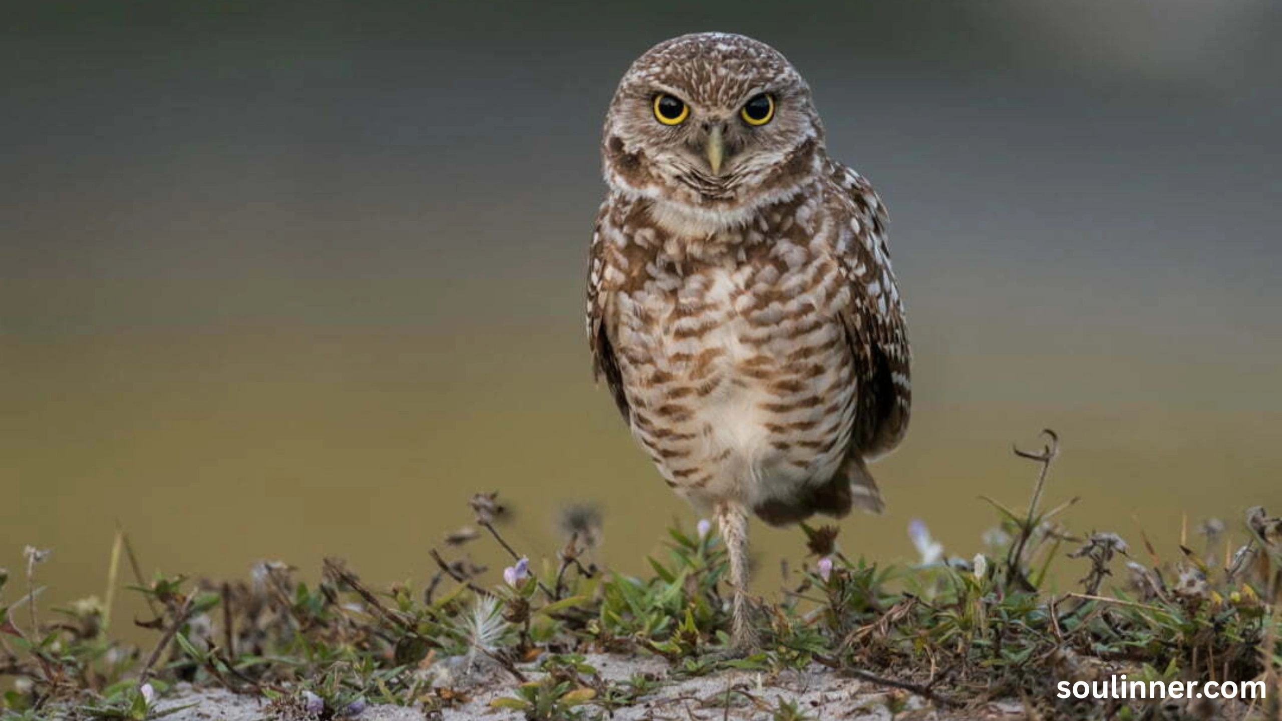 owl hooting meaning