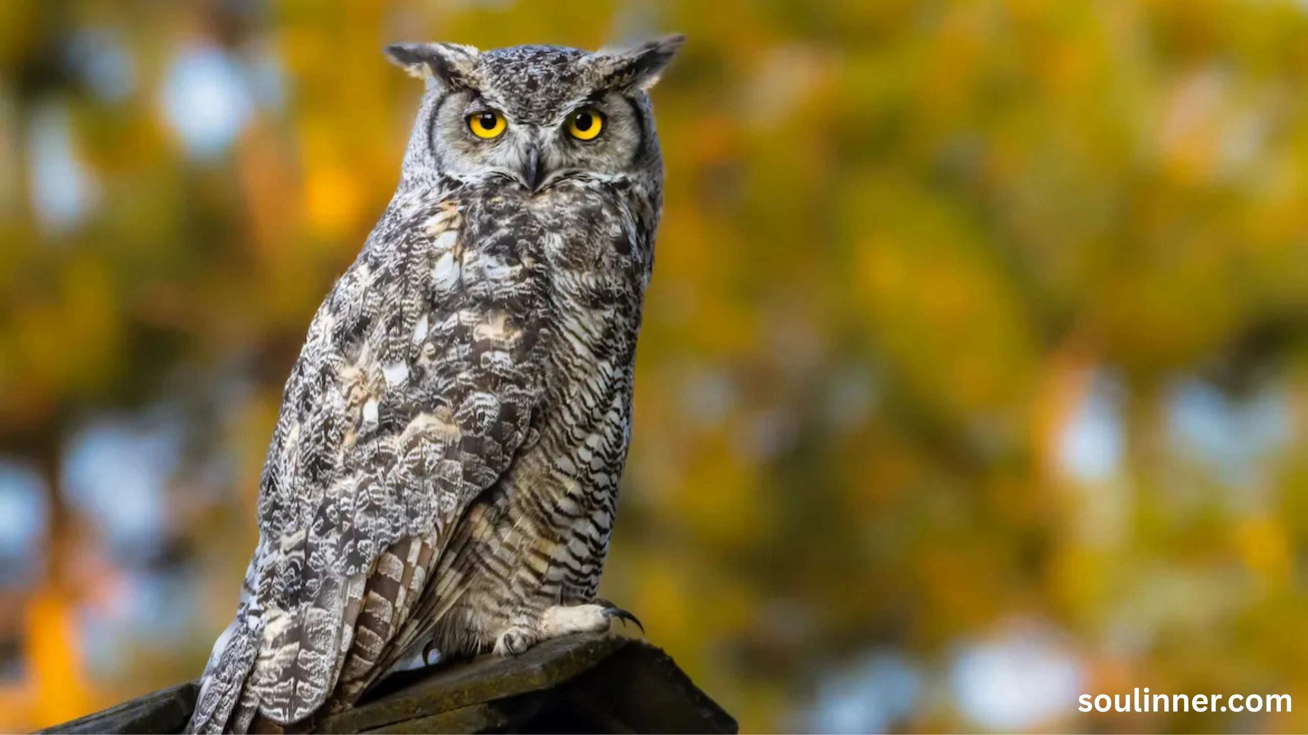 owl hooting meaning