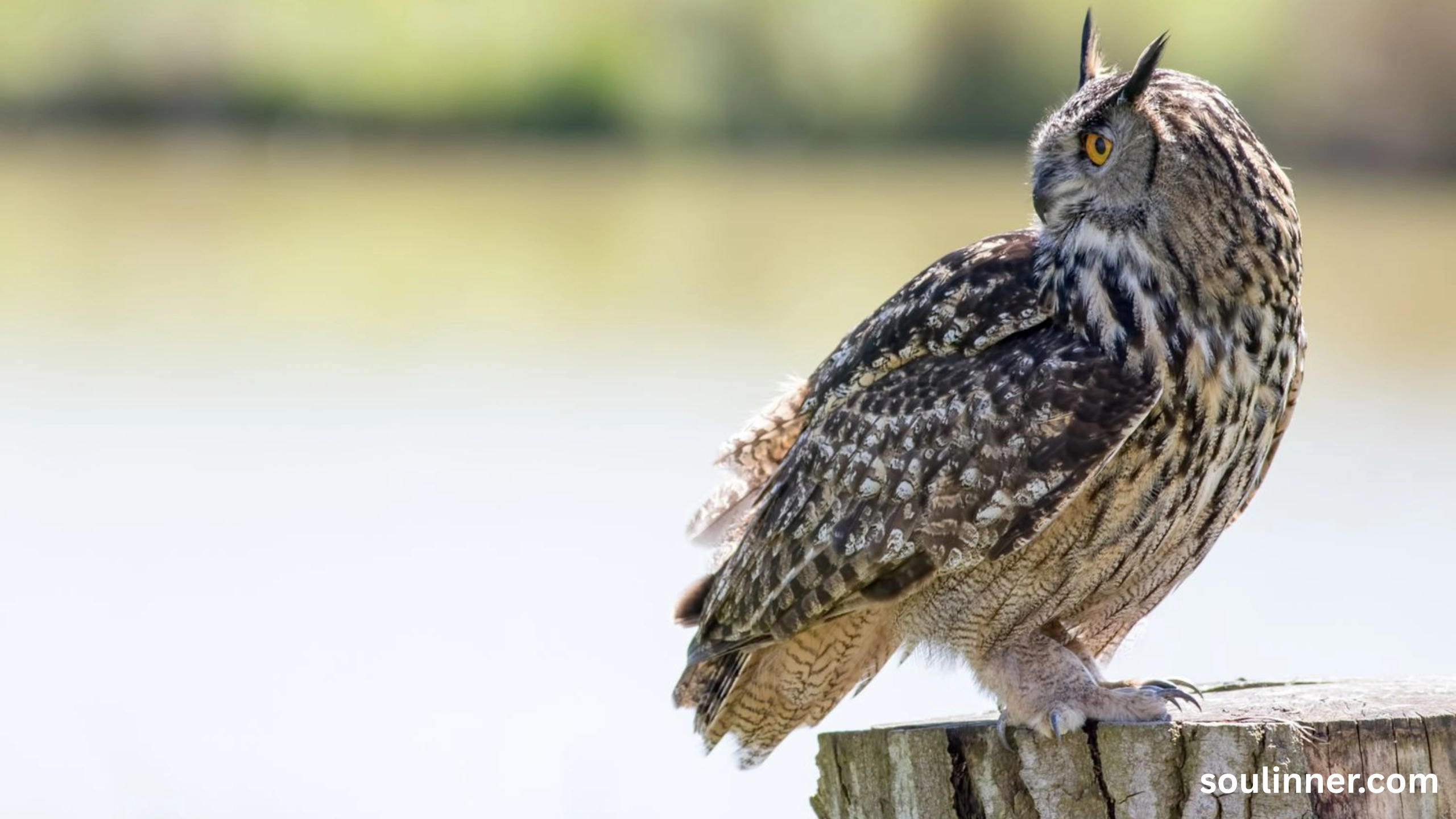 owl hooting meaning