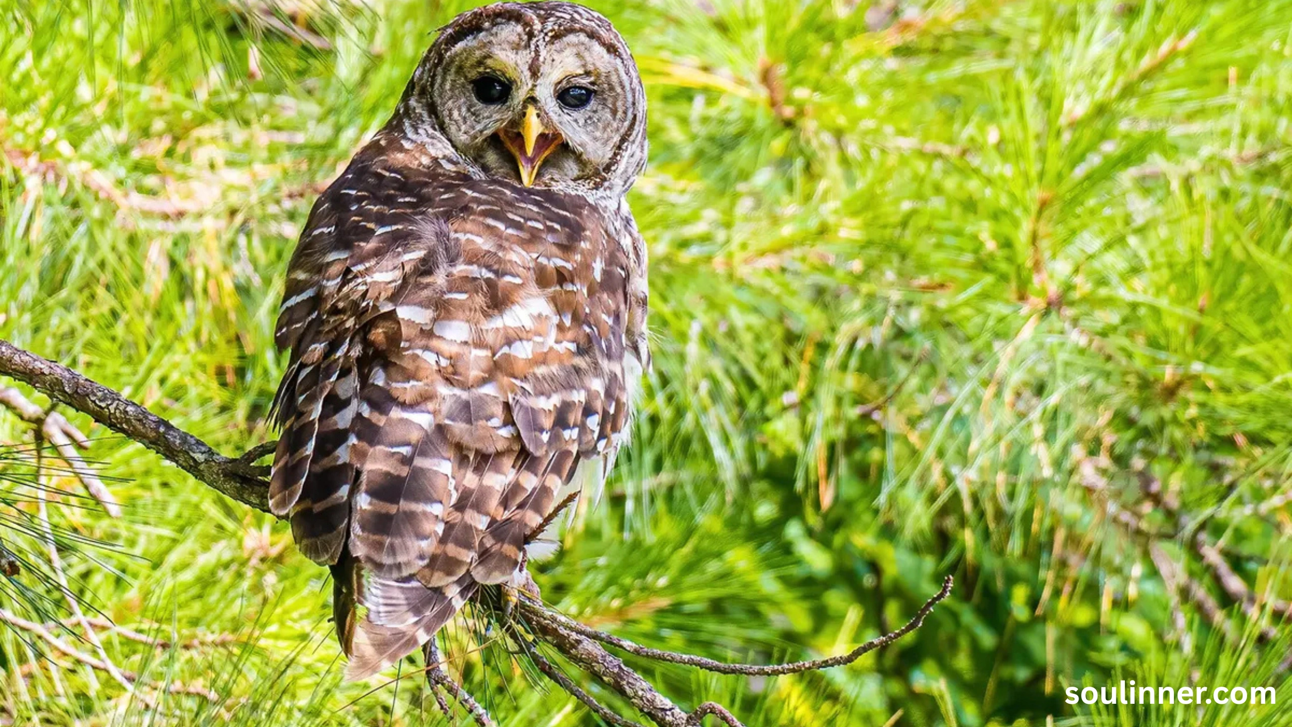 owl hooting meaning