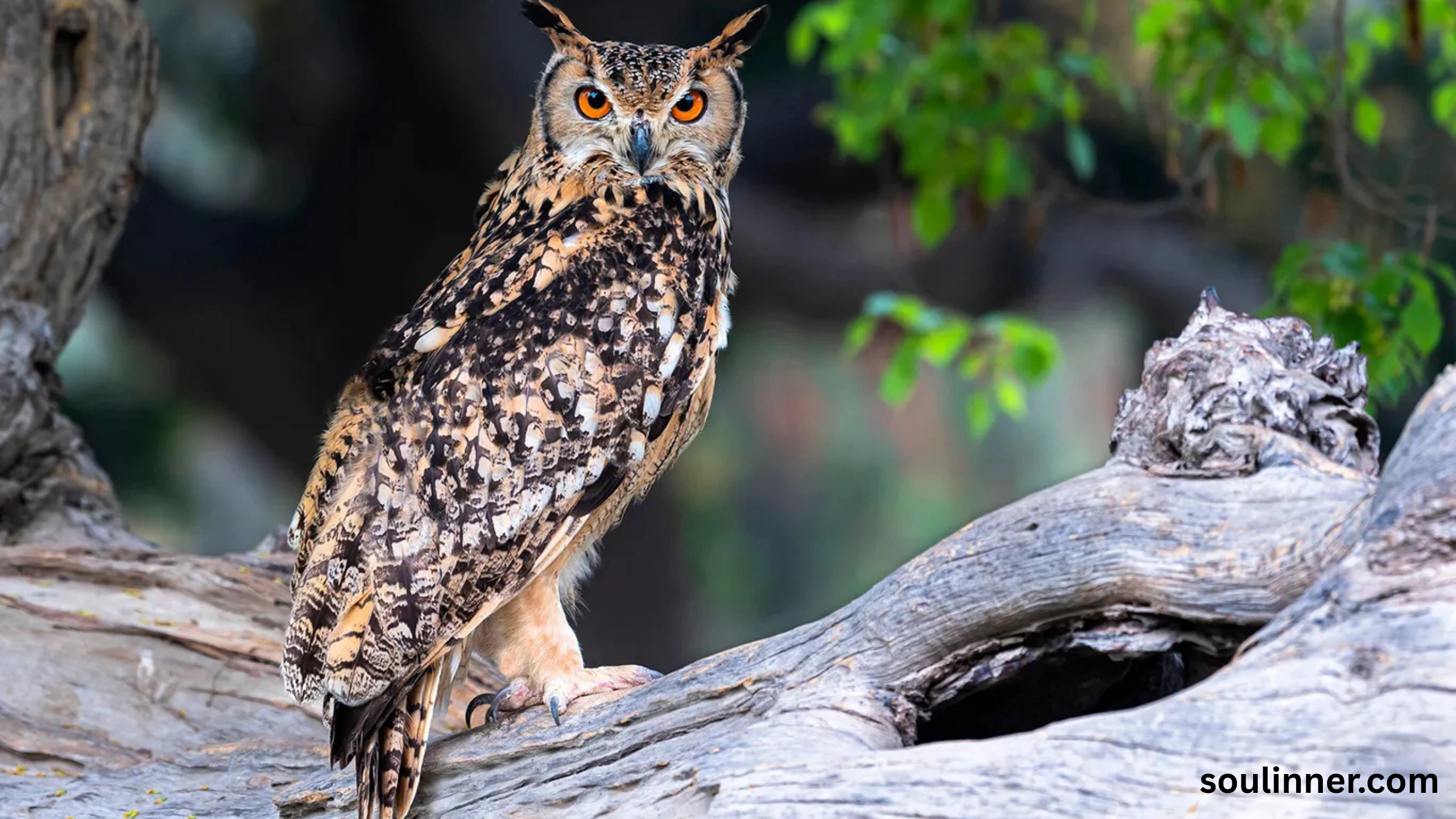 owl hooting meaning