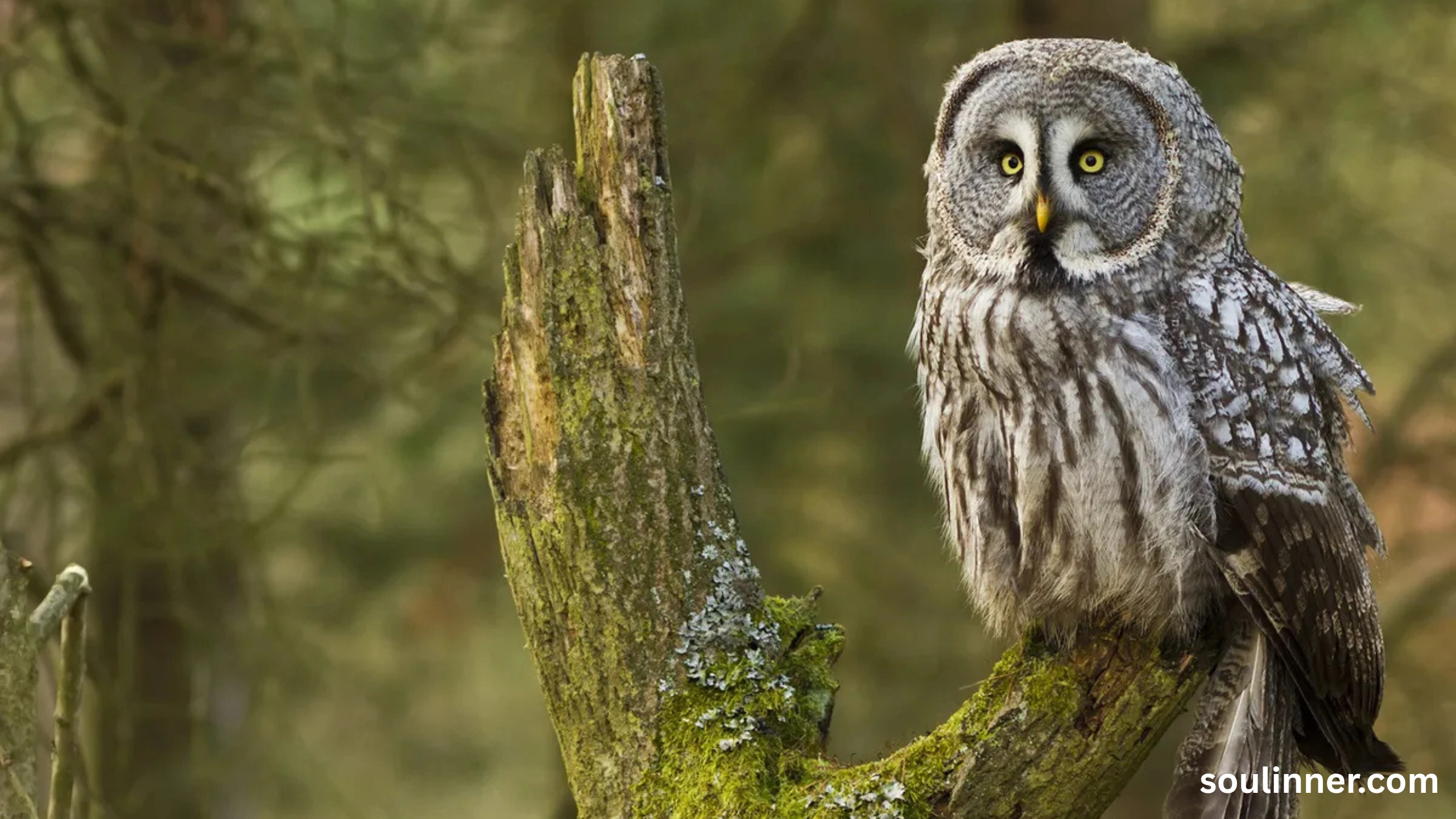 owl hooting meaning