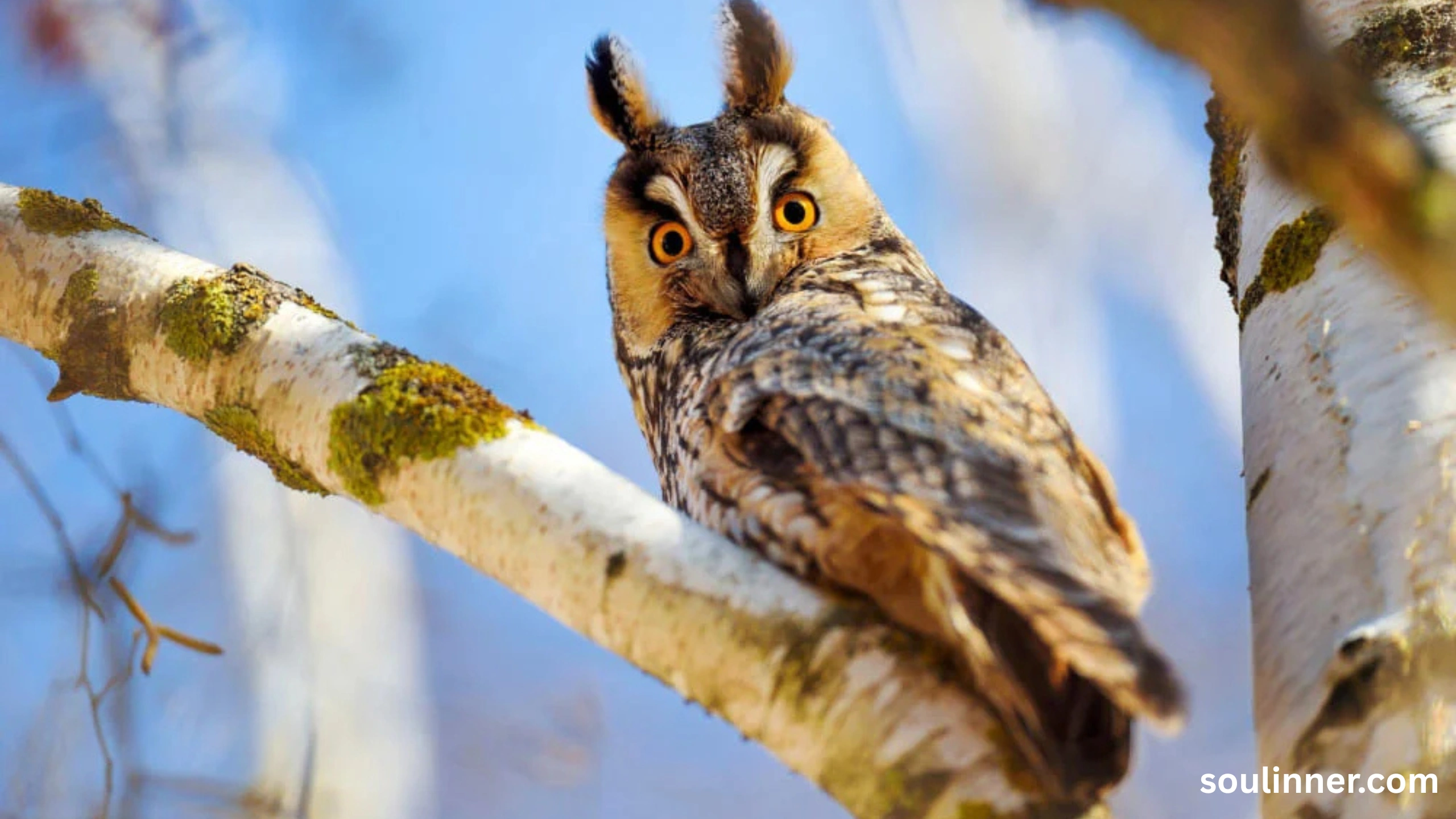 owl hooting meaning