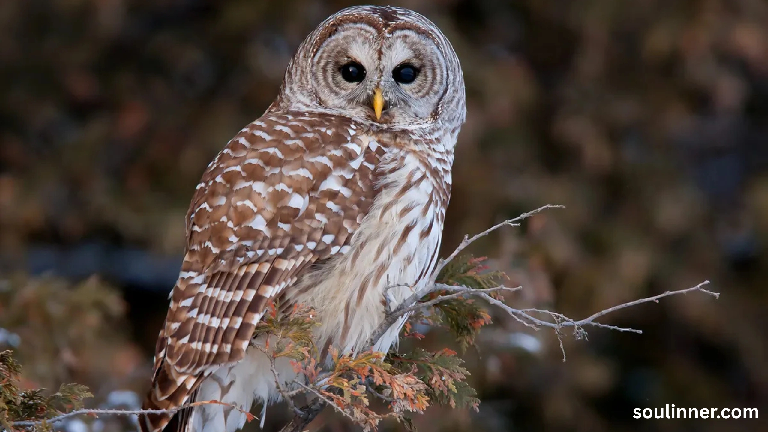 owl hooting meaning
