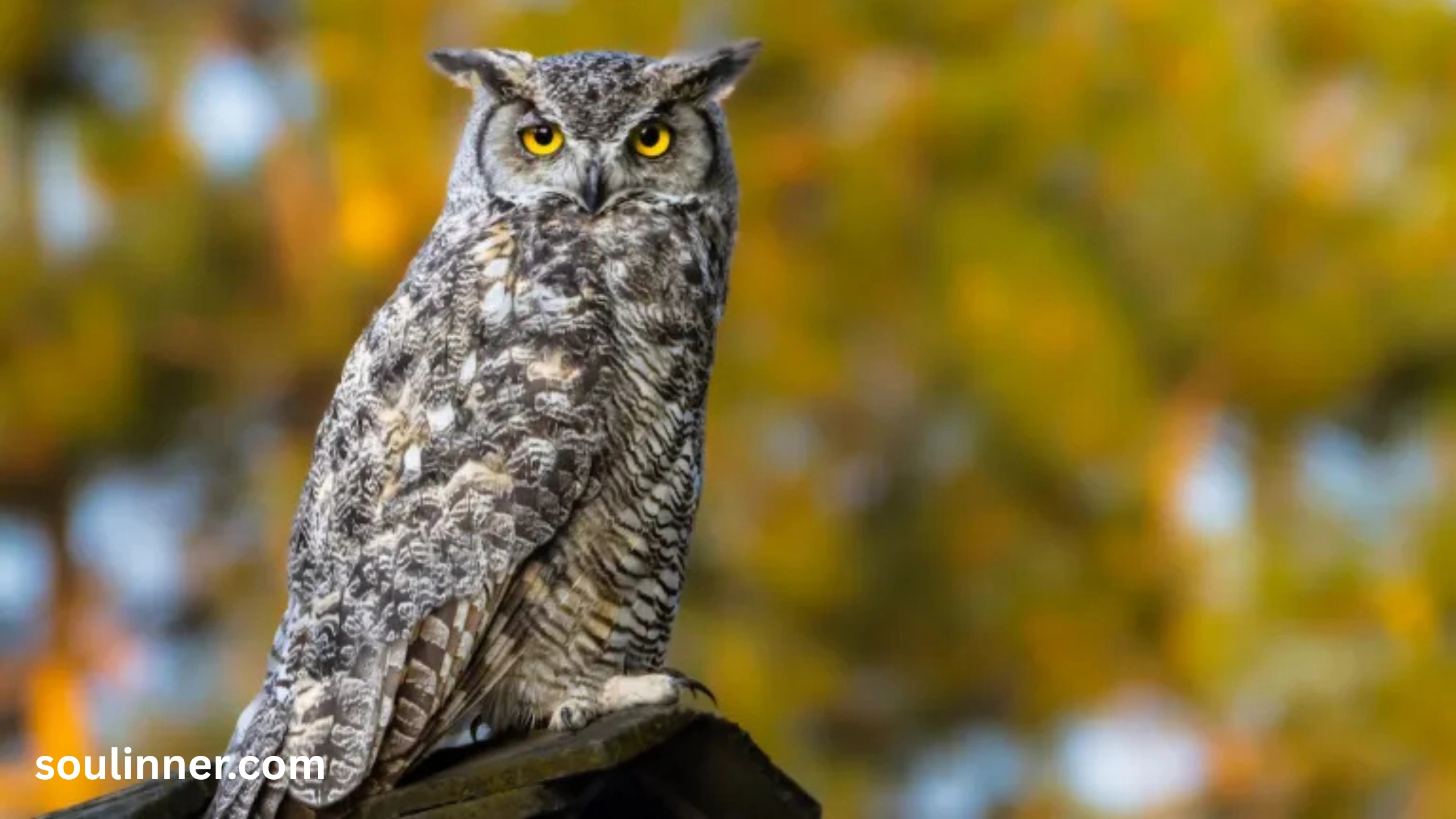 owl symbolism