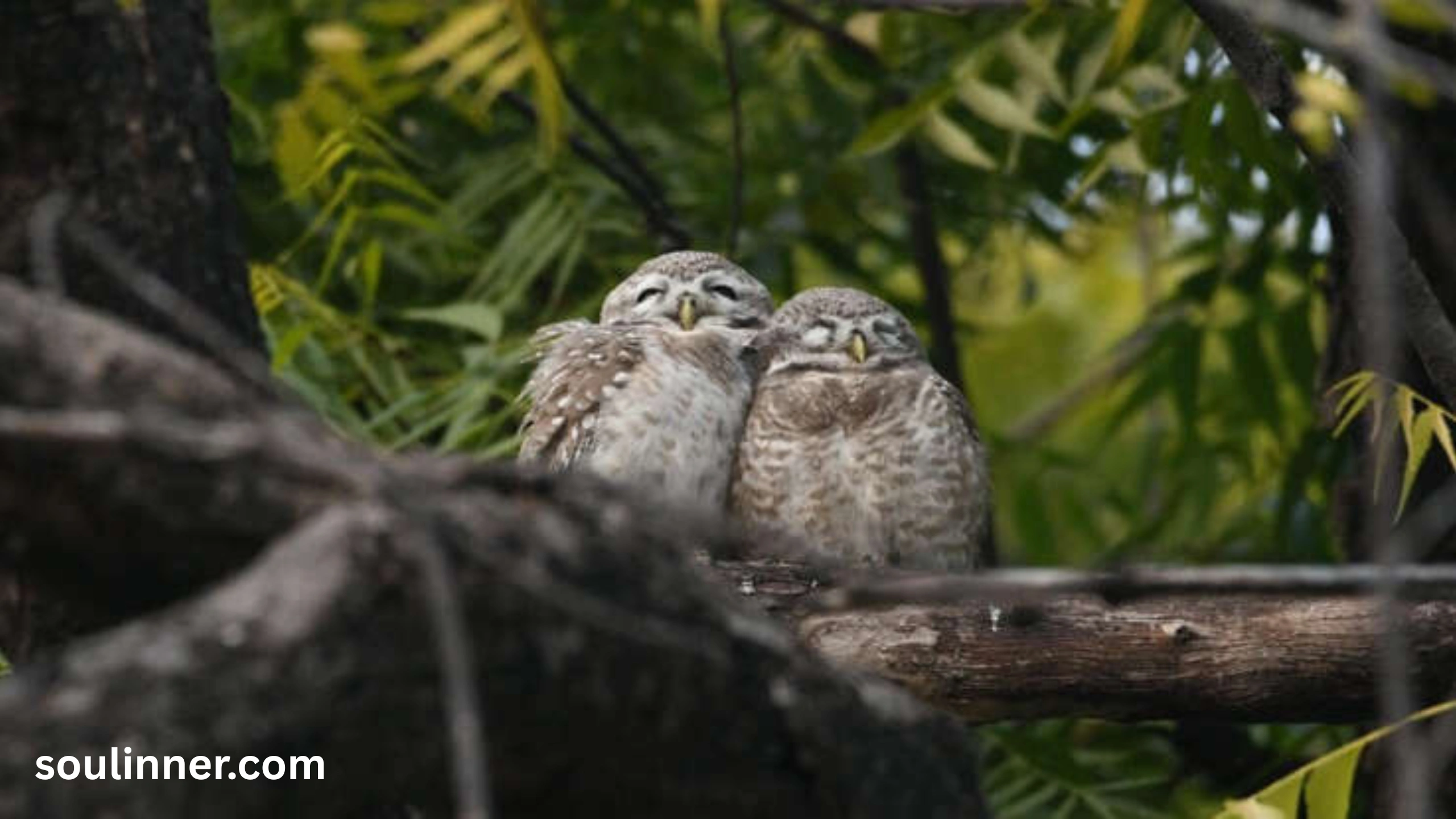 owl symbolism