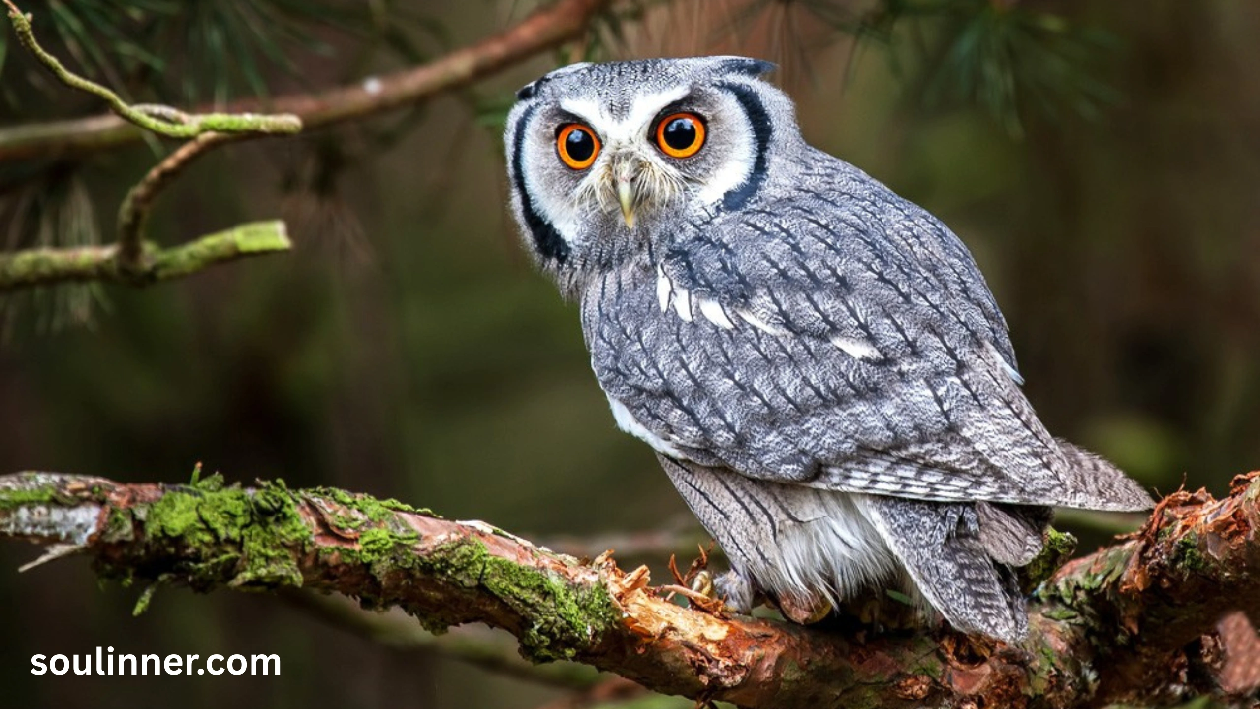 owl symbolism