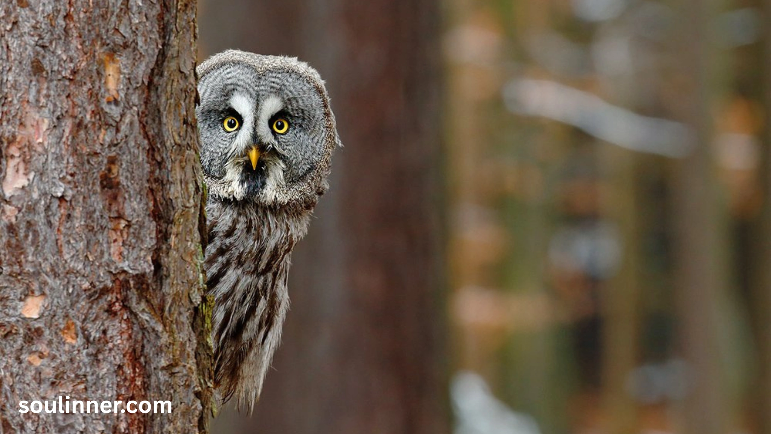 owl symbolism