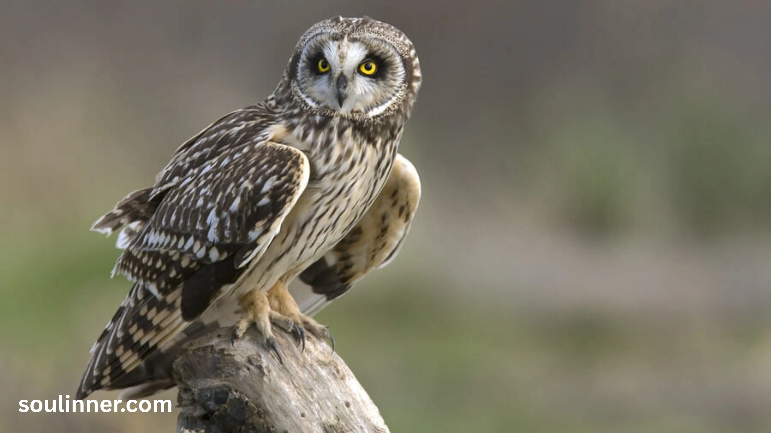 owl symbolism