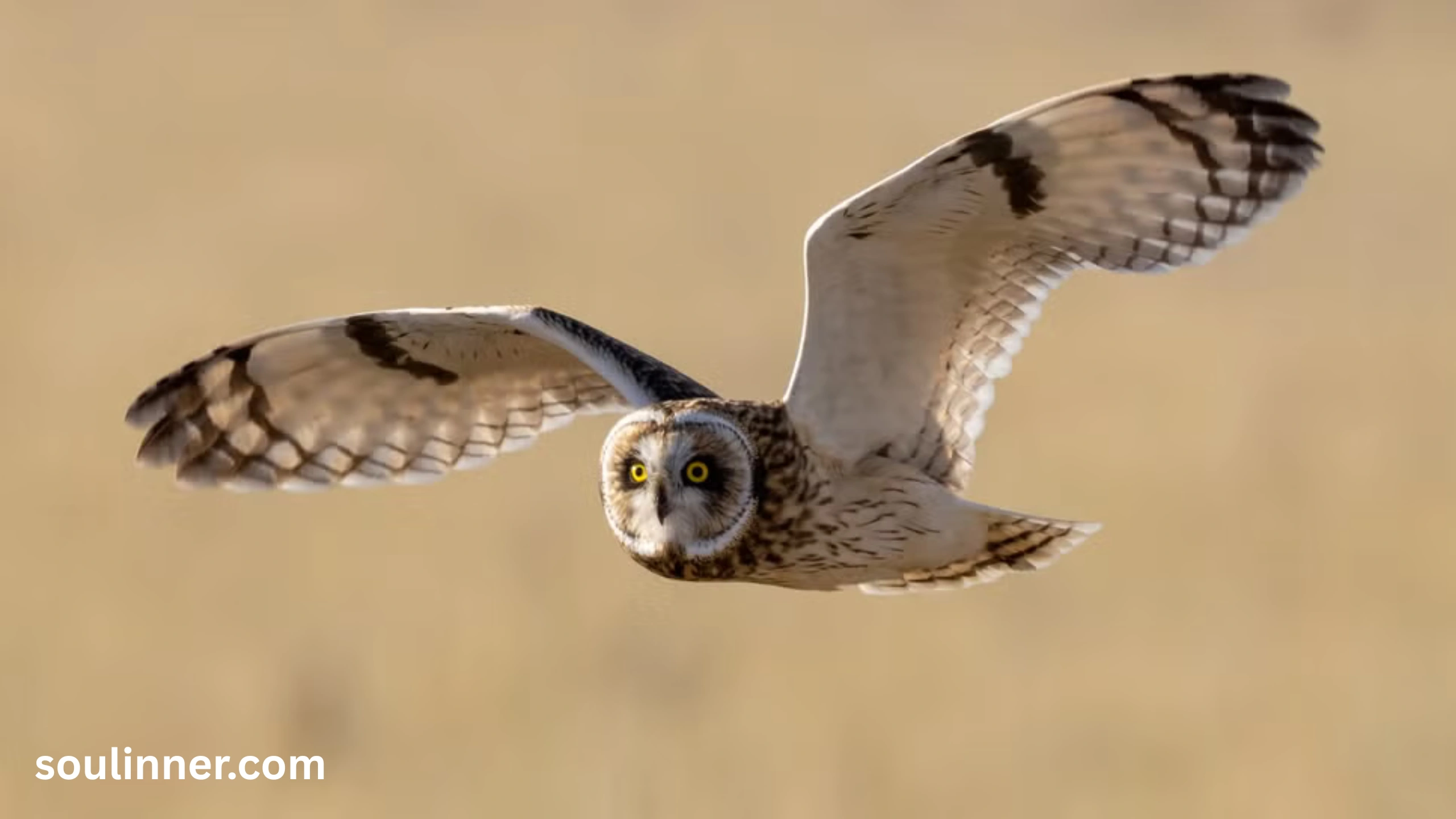 owl symbolism