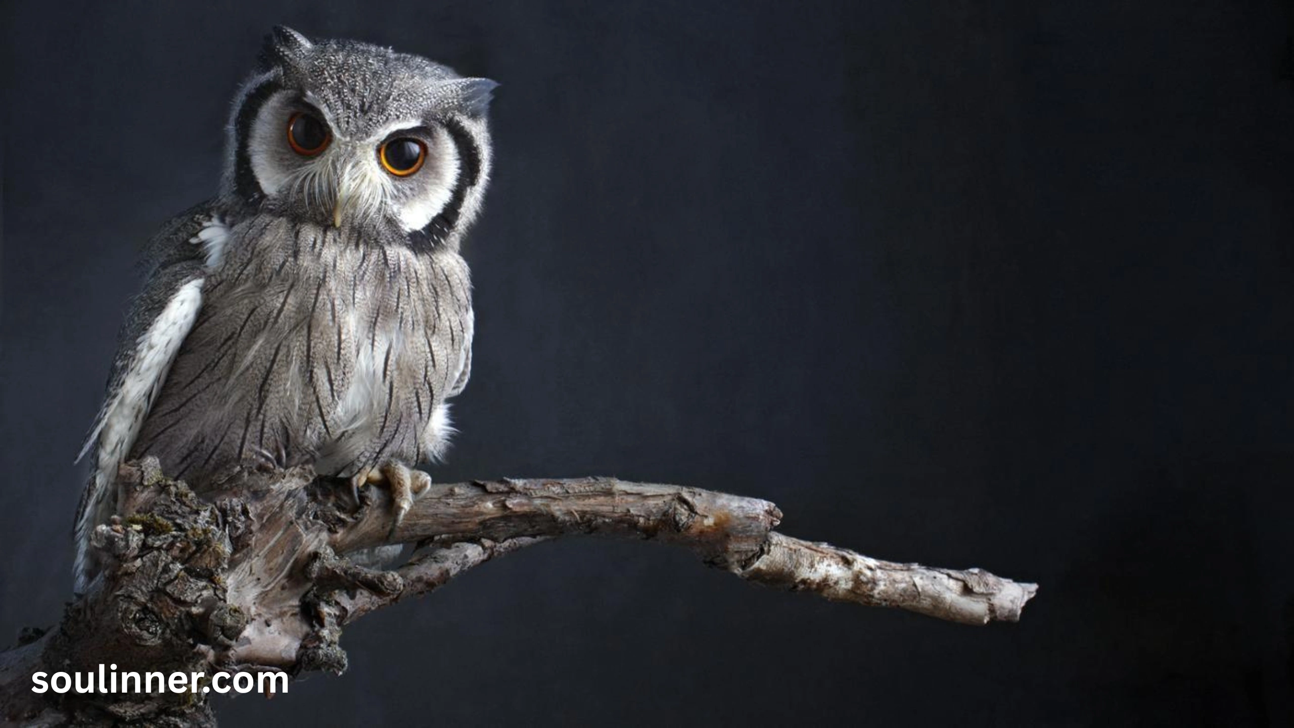 owl symbolism