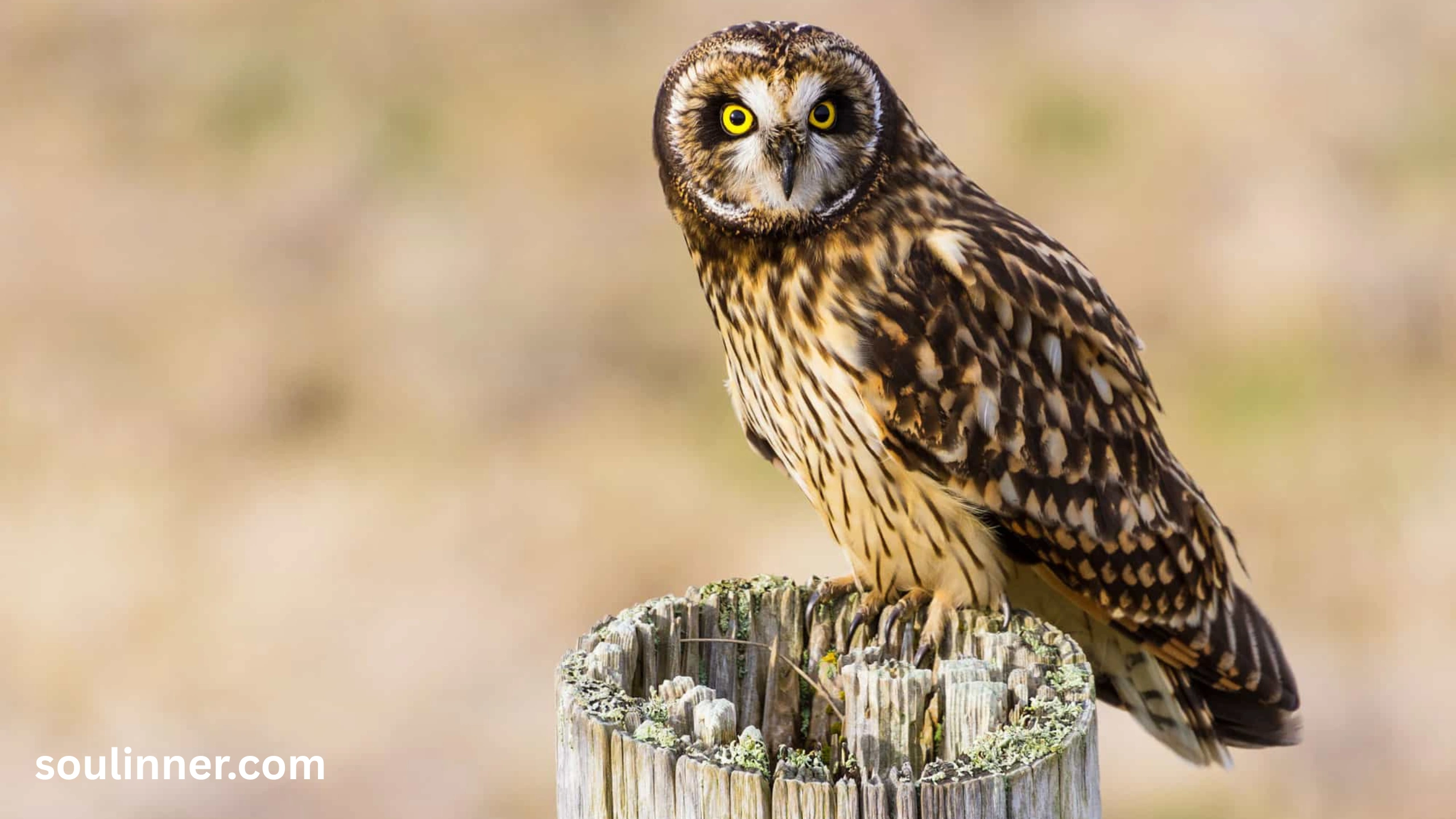 owl symbolism