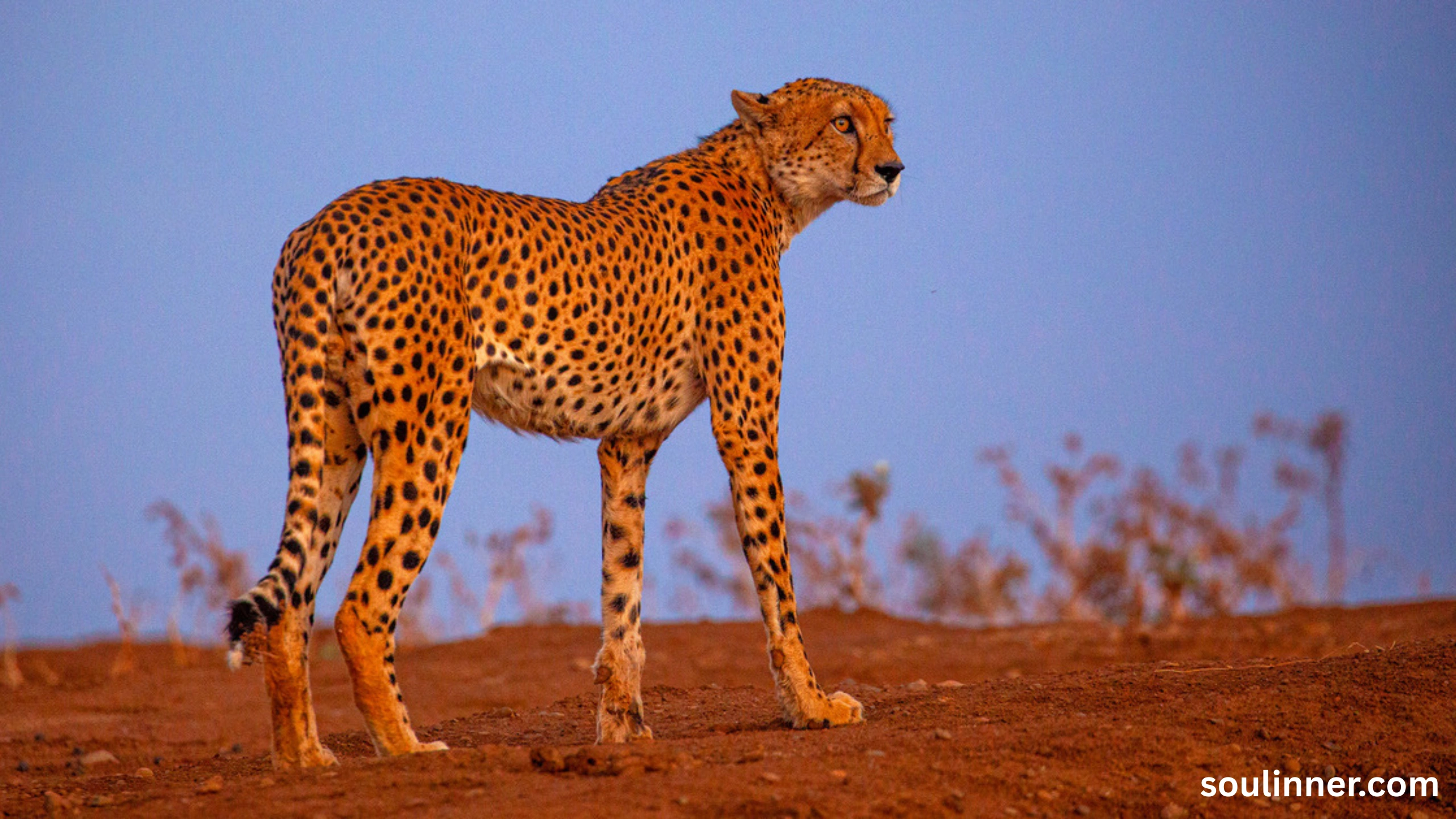 seeing cheetah in dream