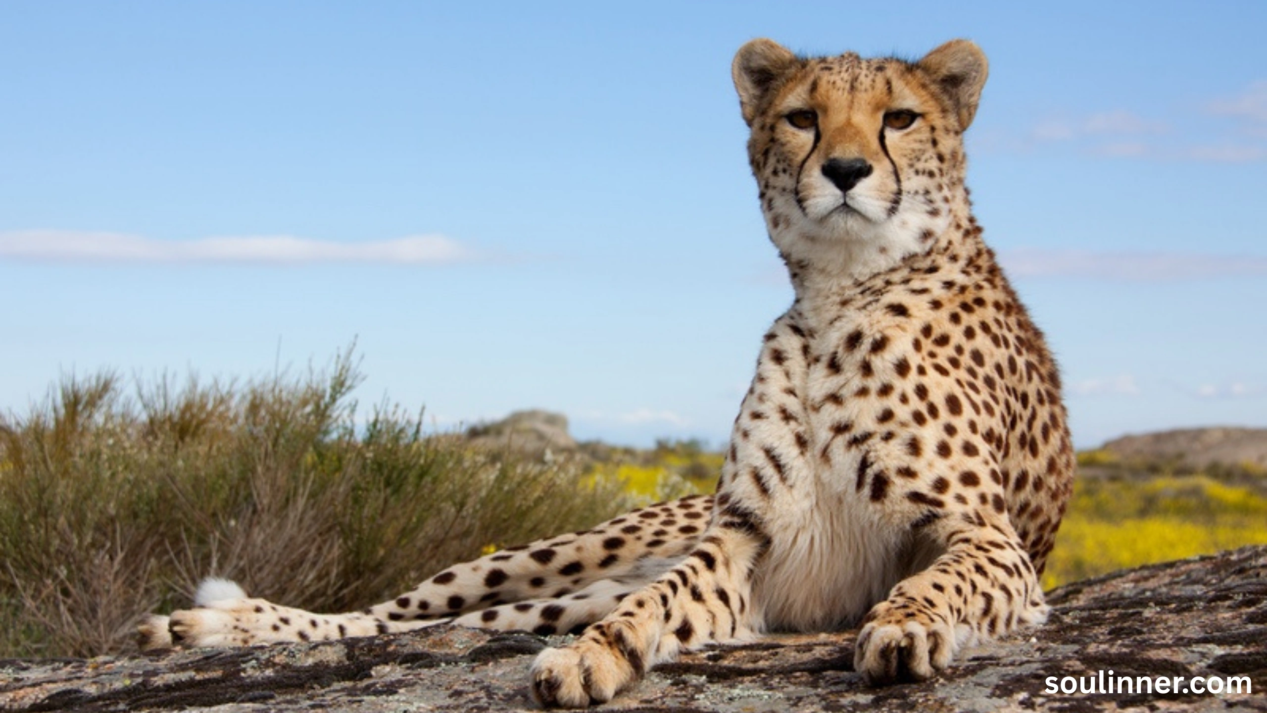 seeing cheetah in dream