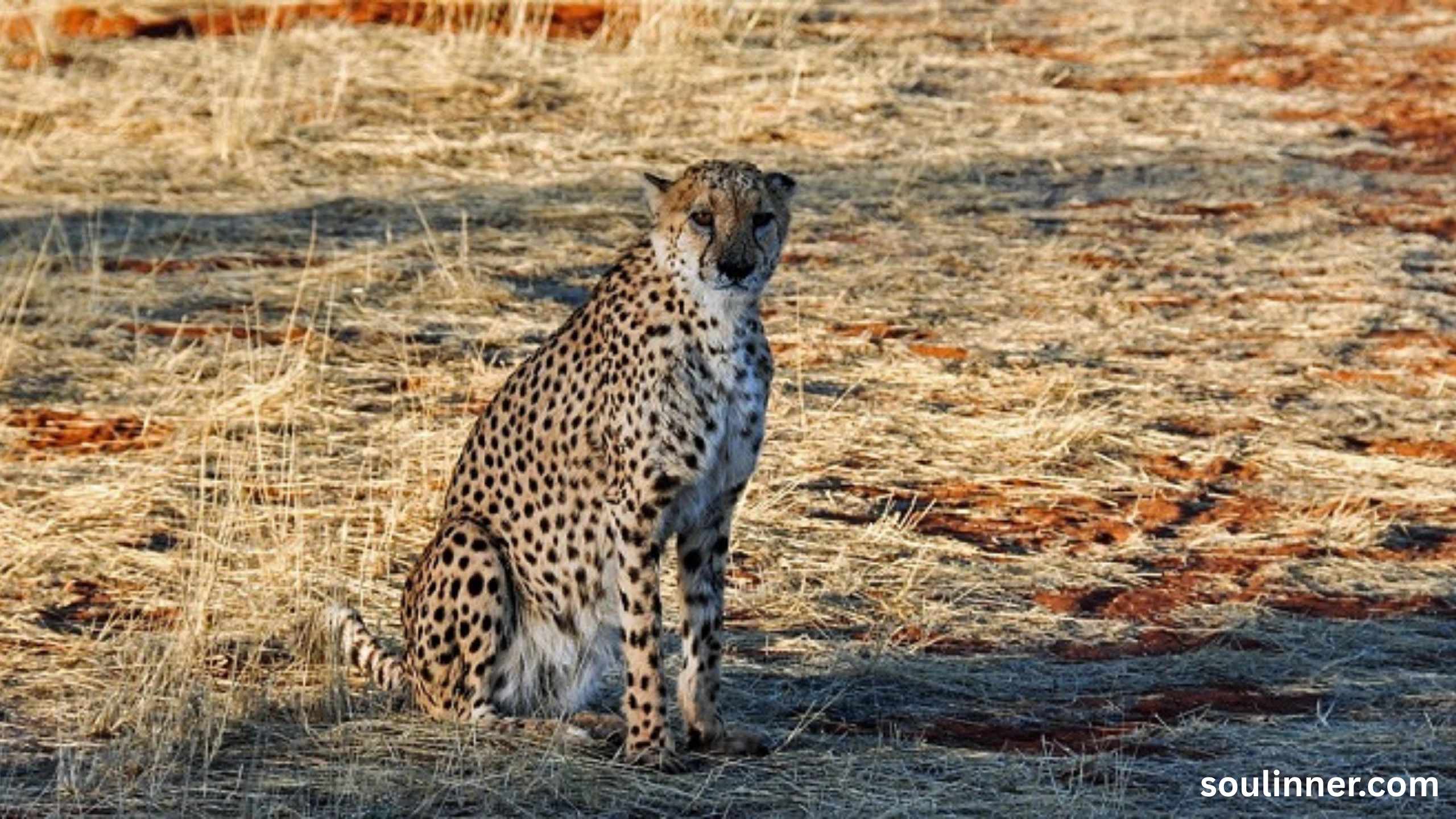 seeing cheetah in dream