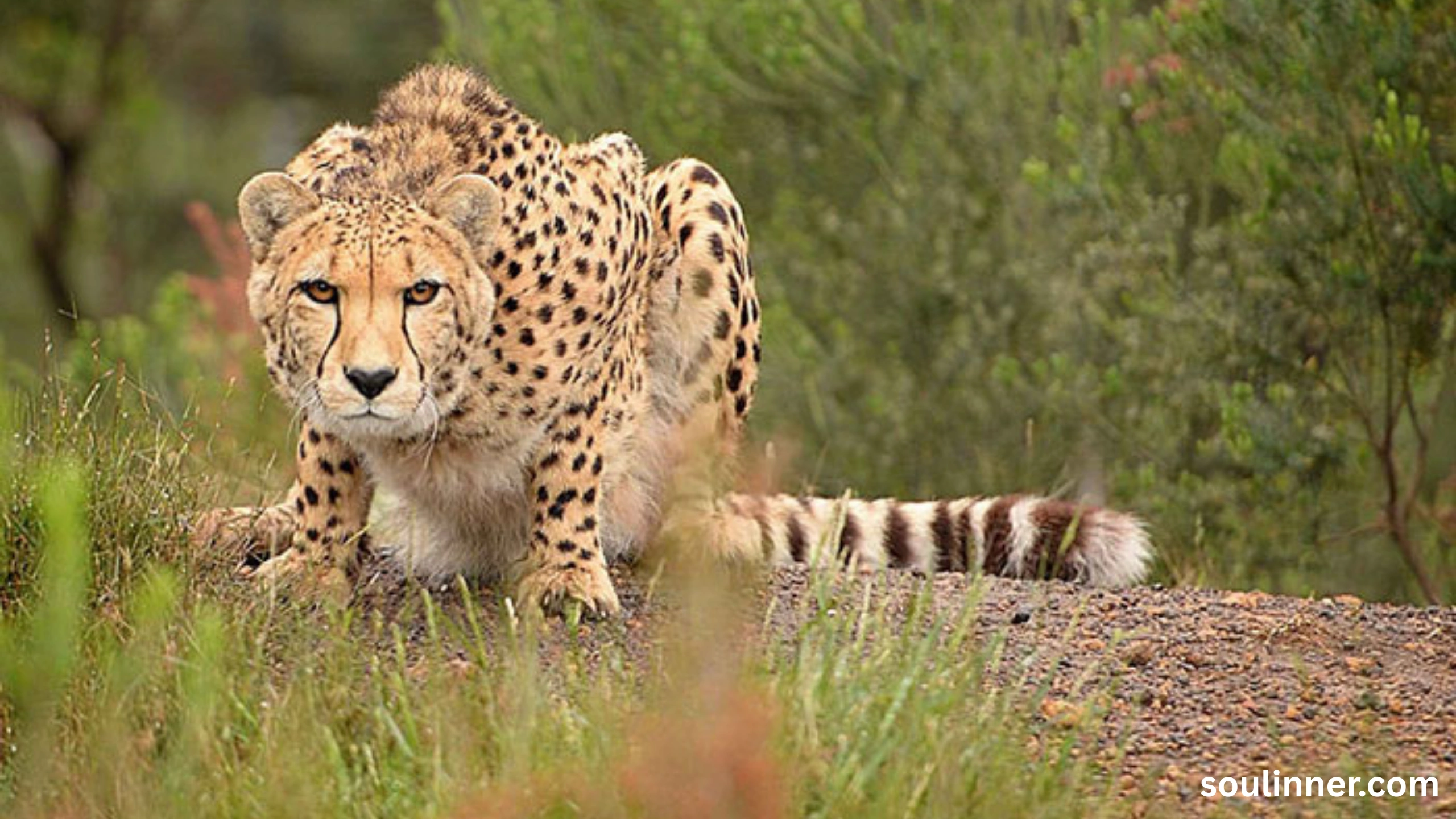seeing cheetah in dream