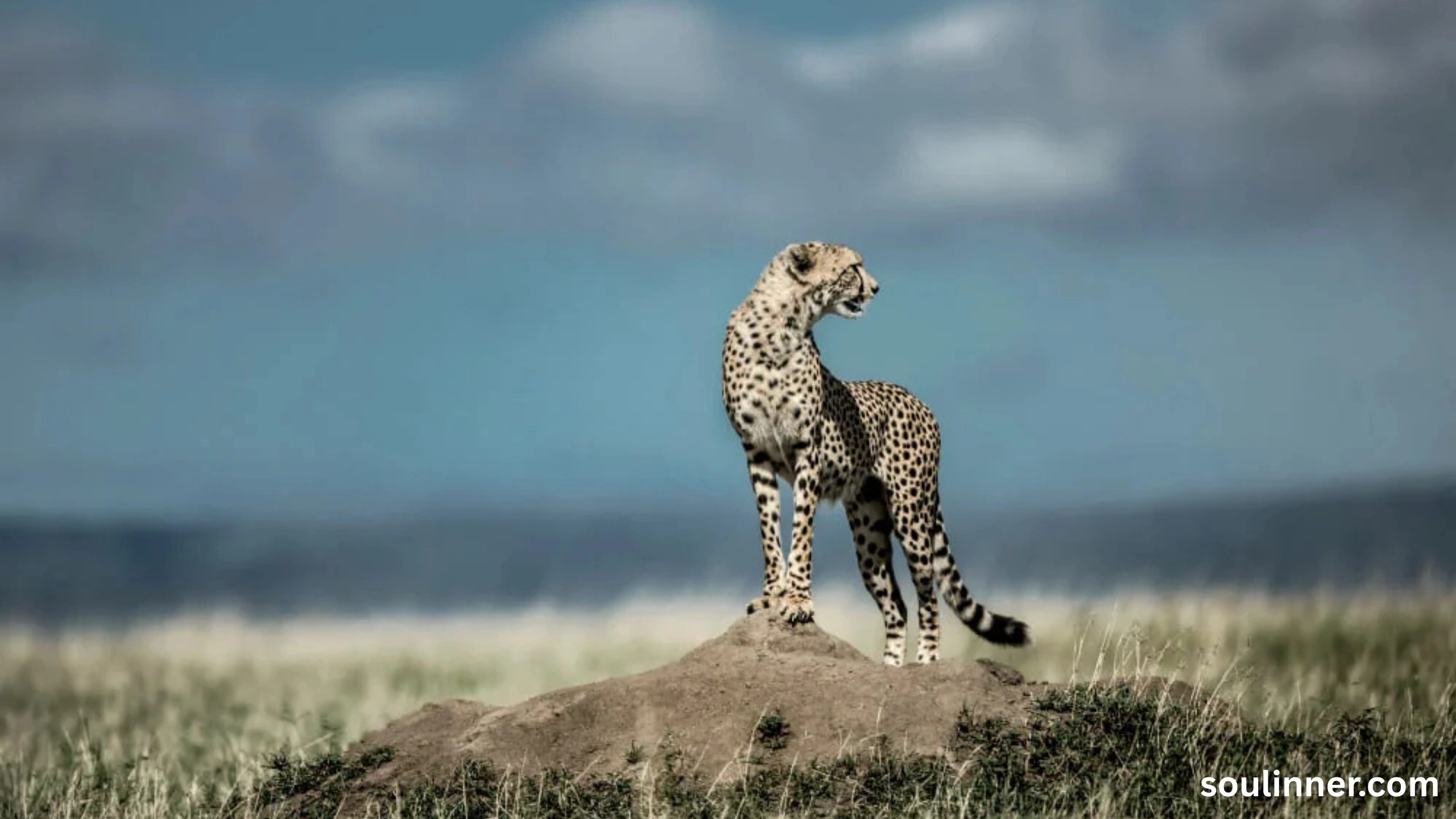 seeing cheetah in dream