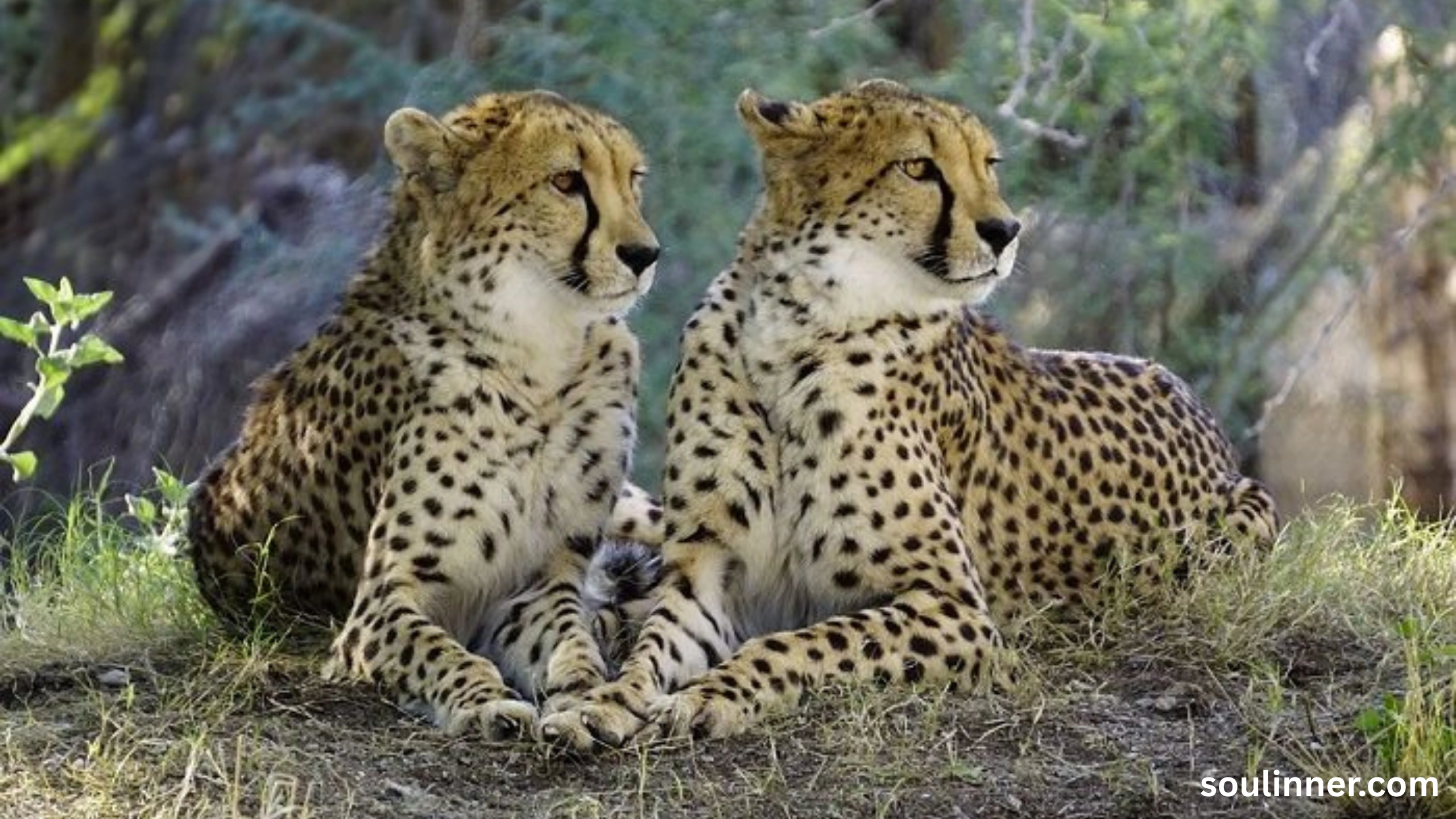 seeing cheetah in dream