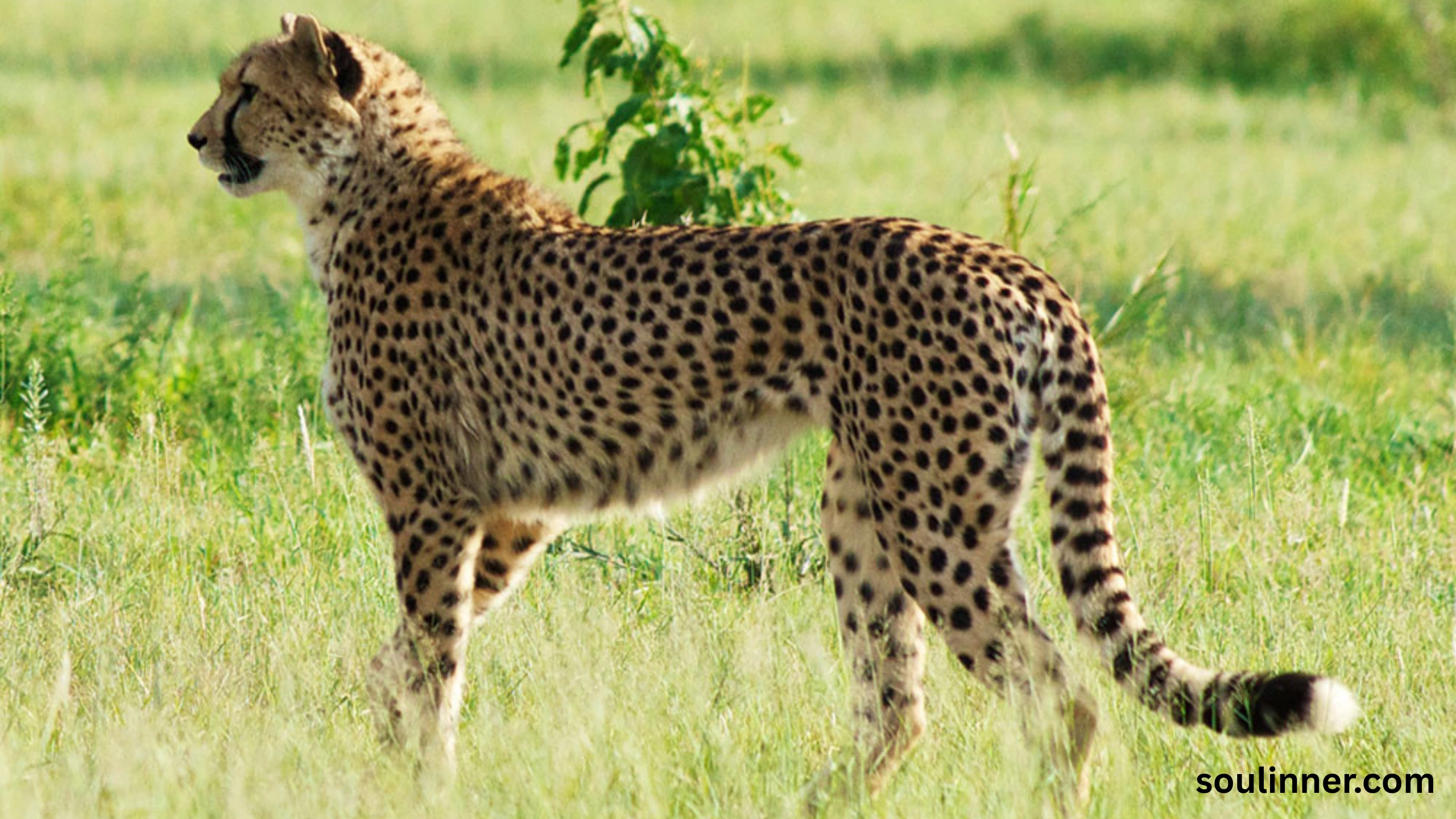 seeing cheetah in dream