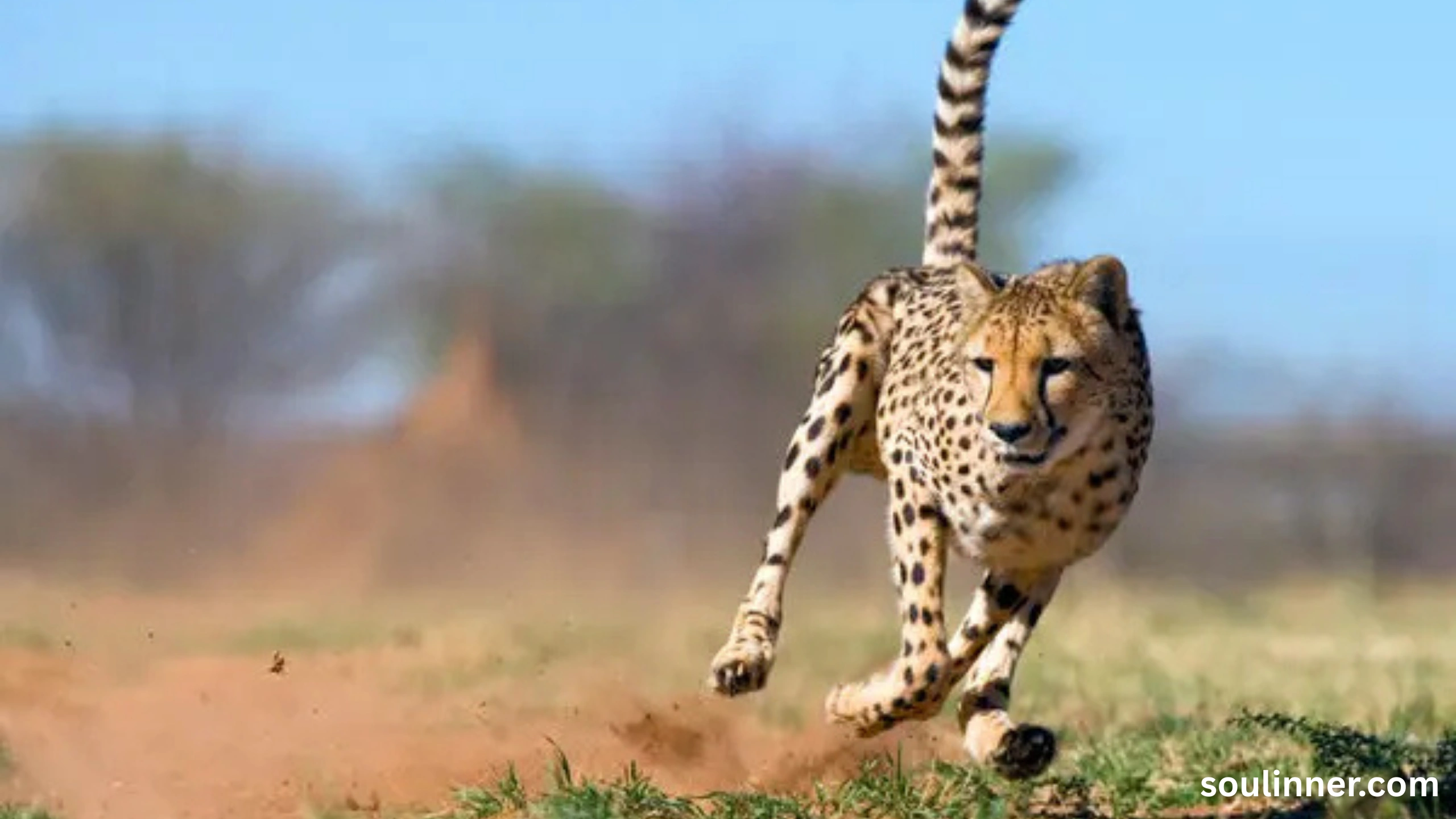 seeing cheetah in dream