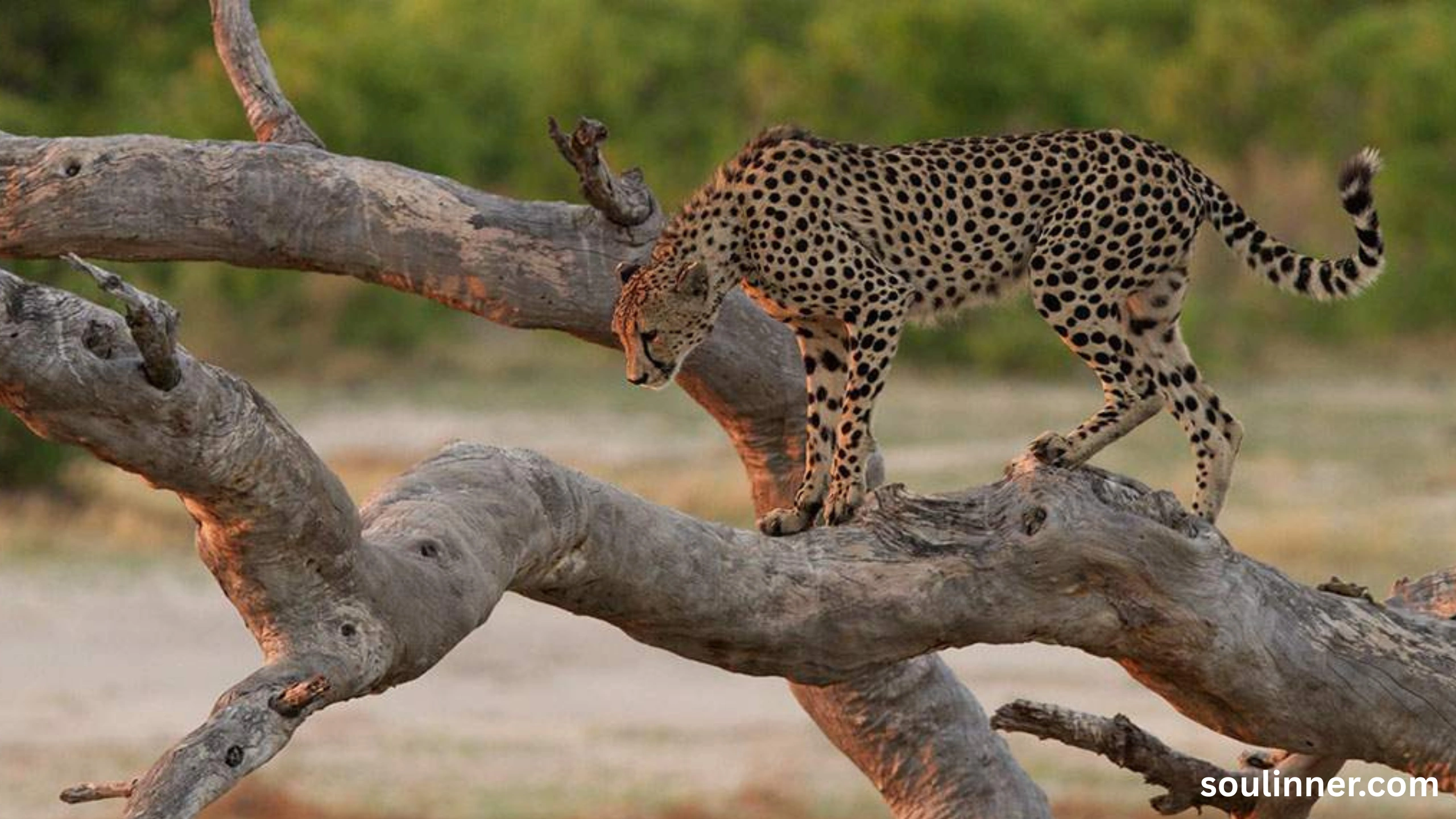 seeing cheetah in dream