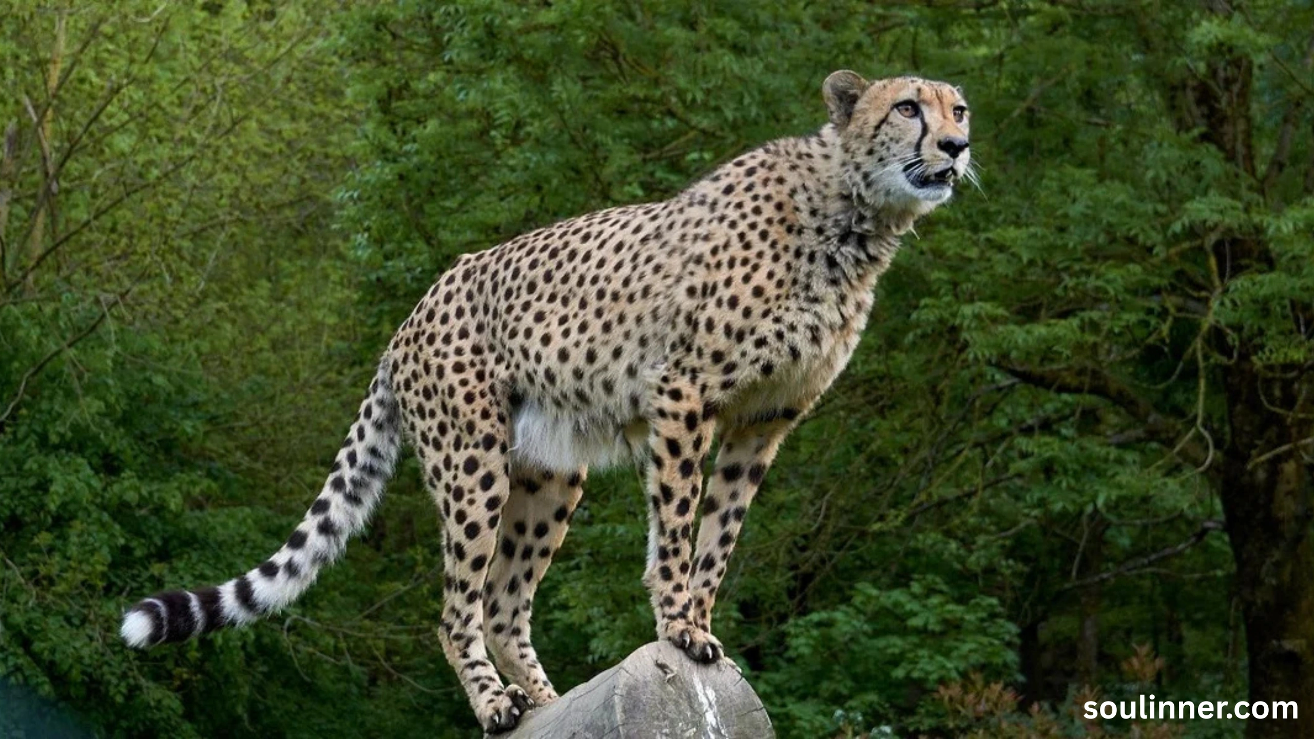 seeing cheetah in dream