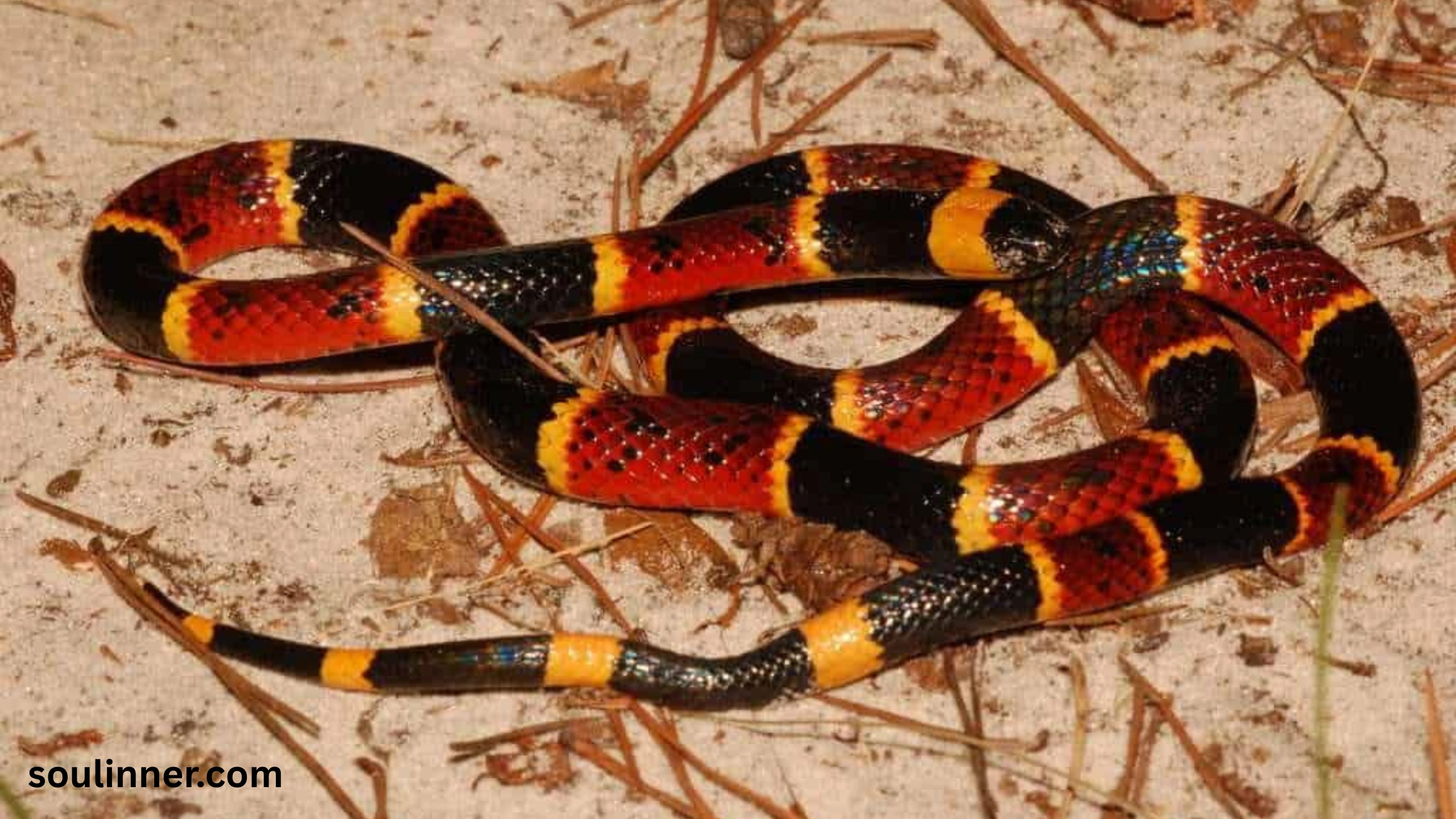 snake symbolism